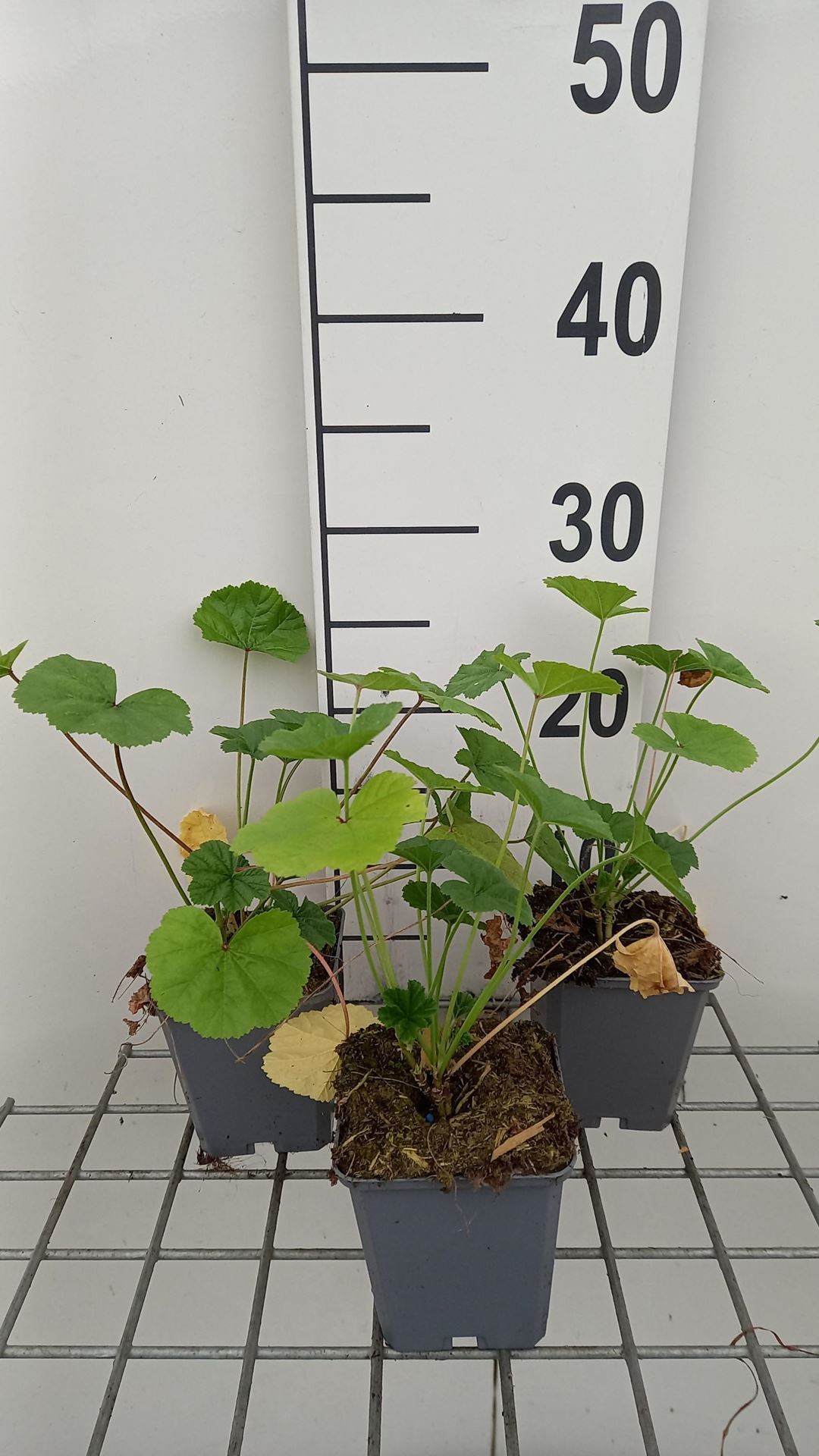 Malva sylvestris - pot 9x9 cm afbeelding
