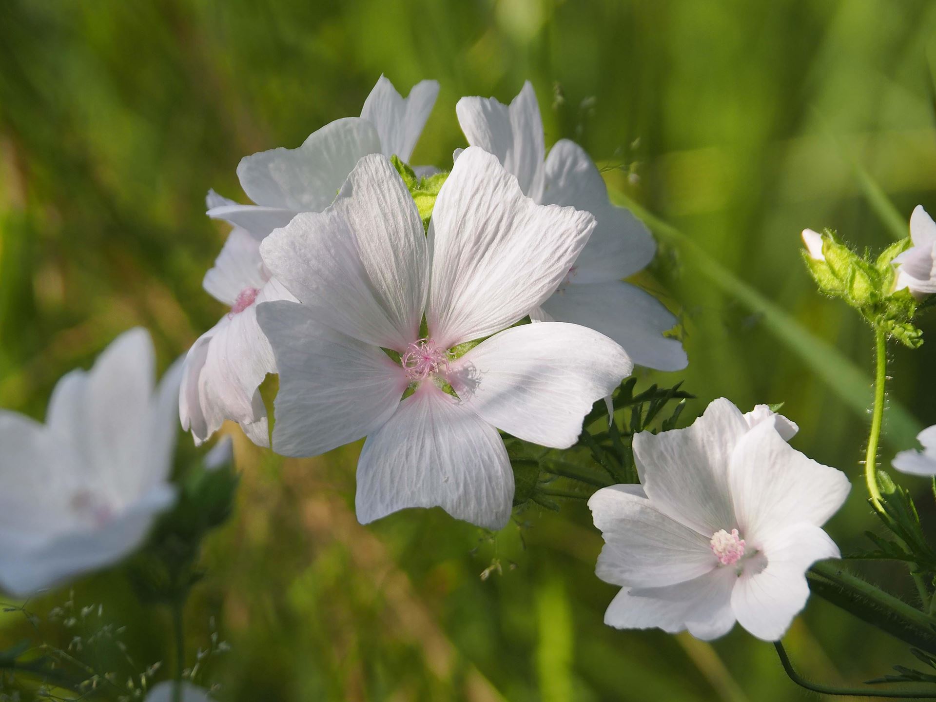 Malva moschata - pot 9x9 cm afbeelding