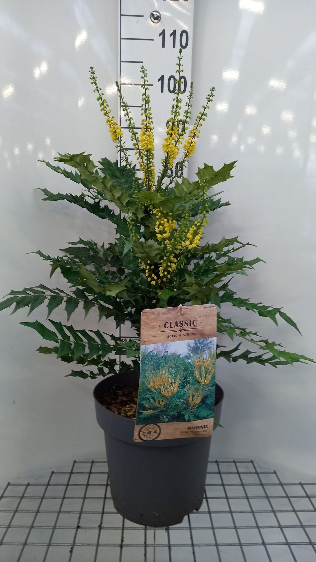 Mahonia x media 'Winter Sun' - pot 12L - 60-80 cm -