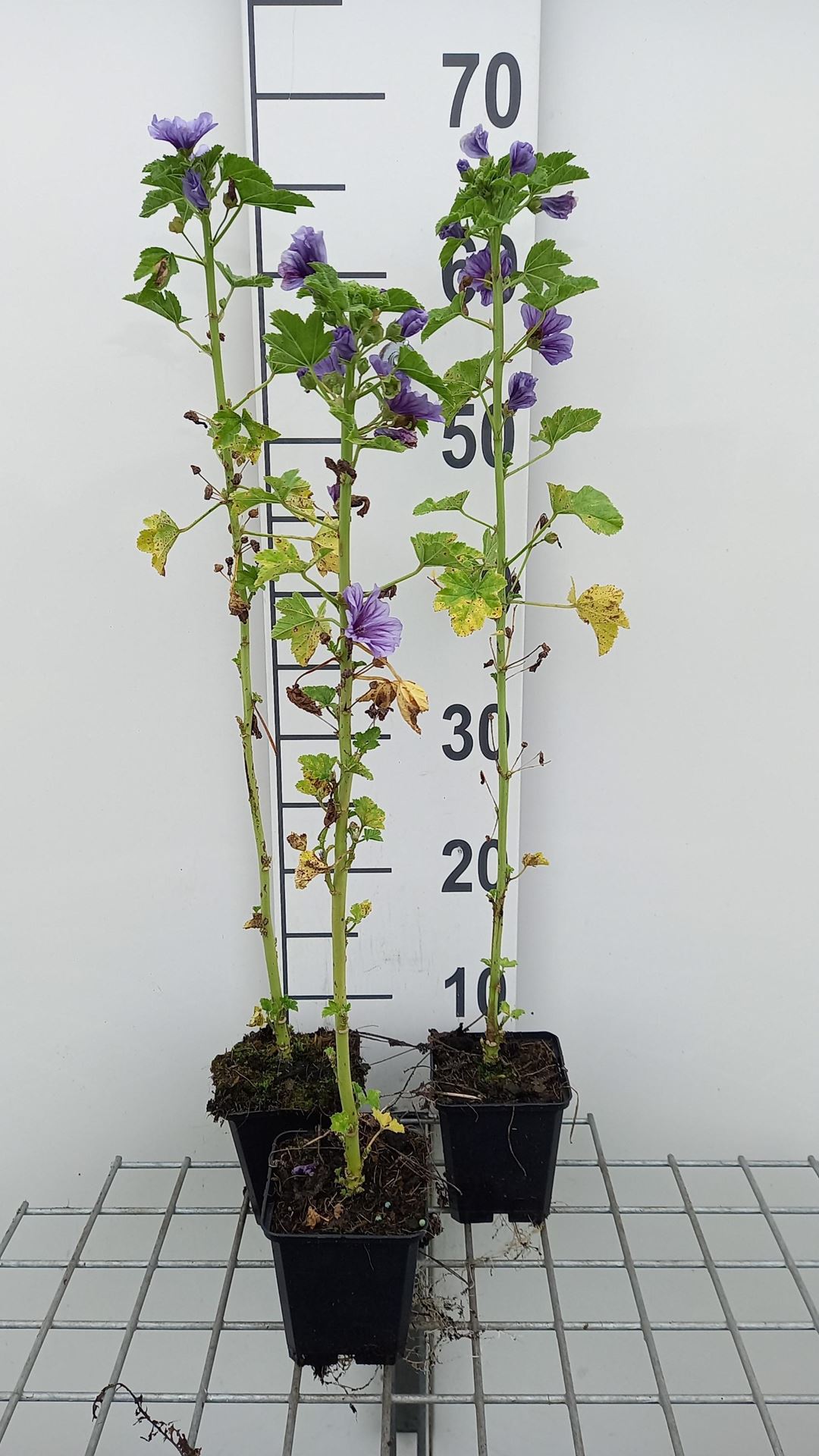 Malva sylvestris'Dema'(Marina) - pot 9x9 cm - afbeelding