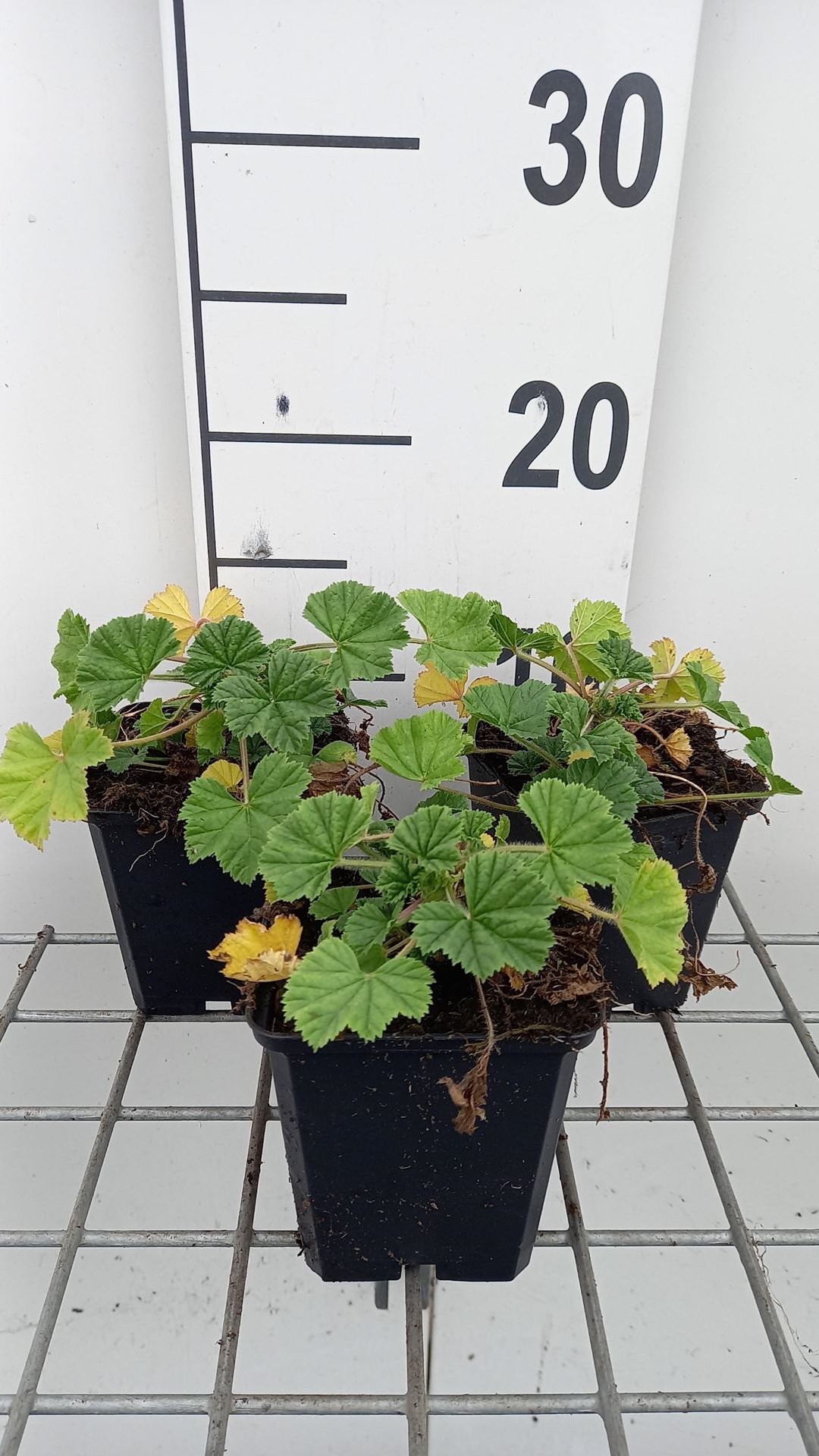 Malva sylvestris 'Primley Blue' - pot 9x9 cm