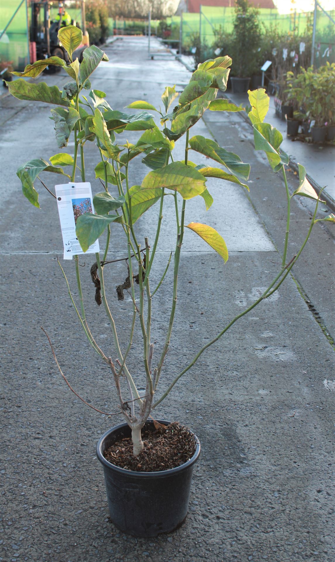 Magnolia 'Star Wars' - pot 15L - 125-150 cm
