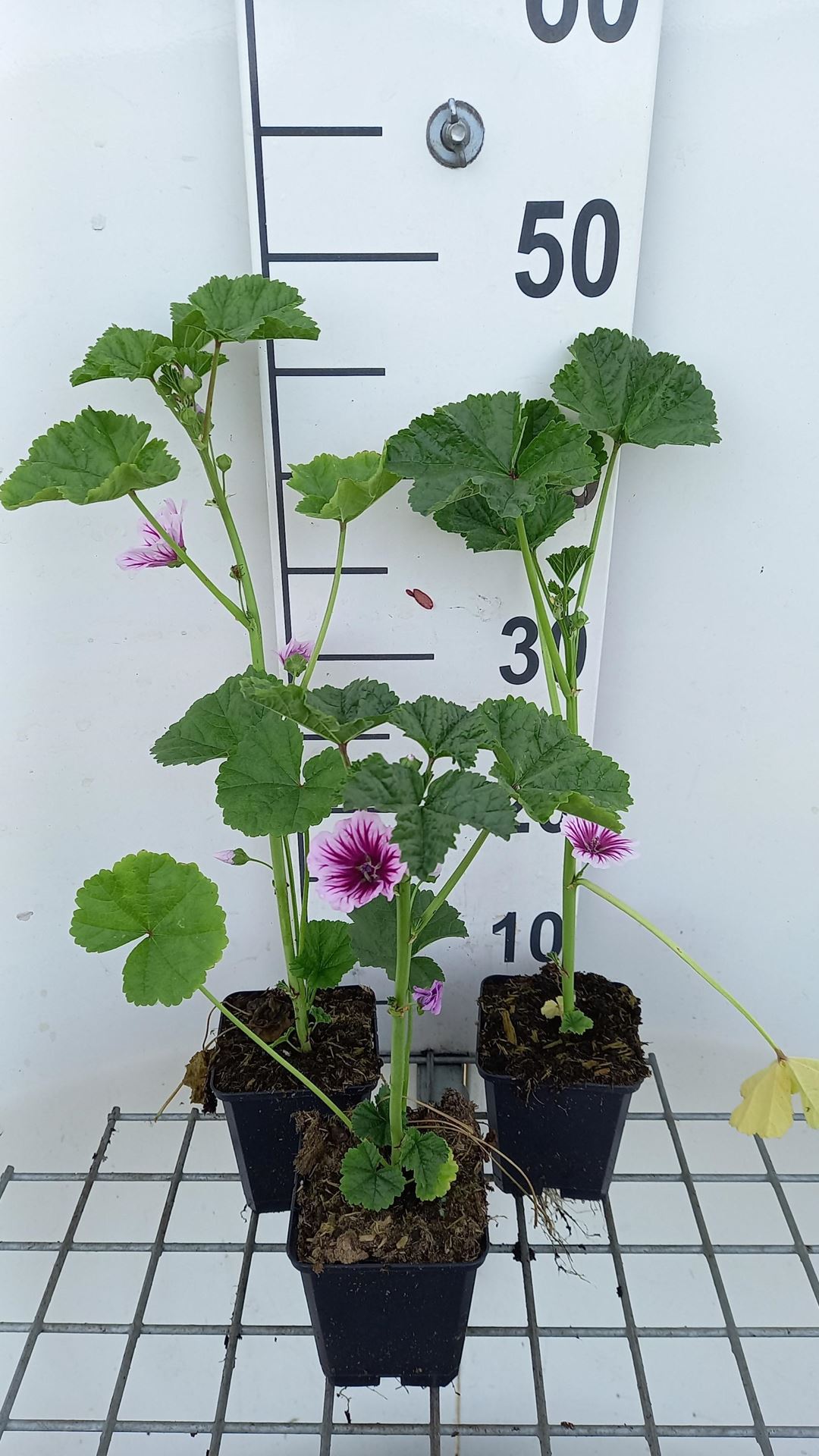 Malva sylvestris'Zebrina'- pot 9x9 cm - Gestreept kaasjeskruid afbeelding