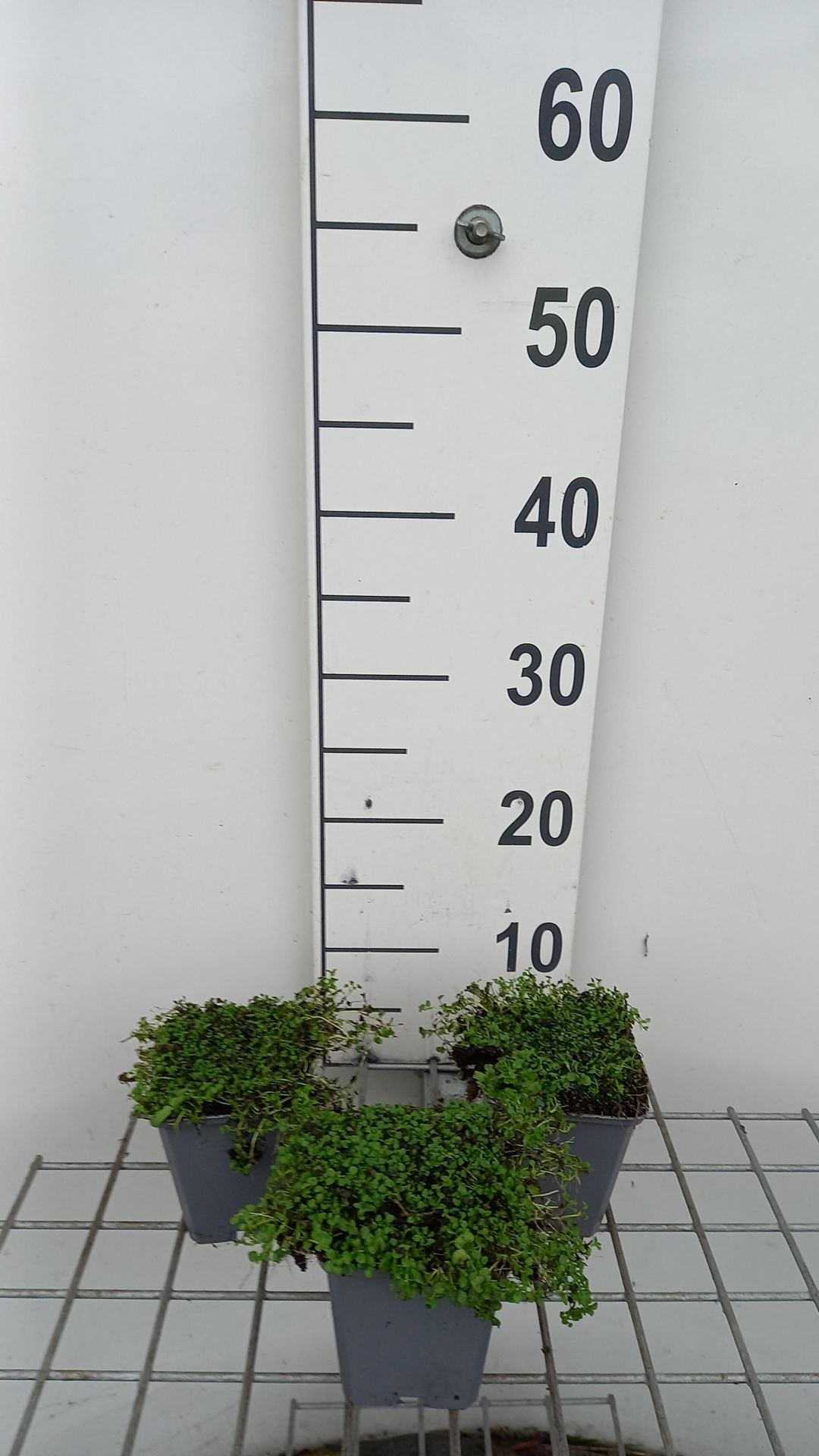 Mentha requienii - pot 9x9 cm (Corsicaanse munt) - Dwergmunt / Corsicaanse munt / Kruipende munt afbeelding