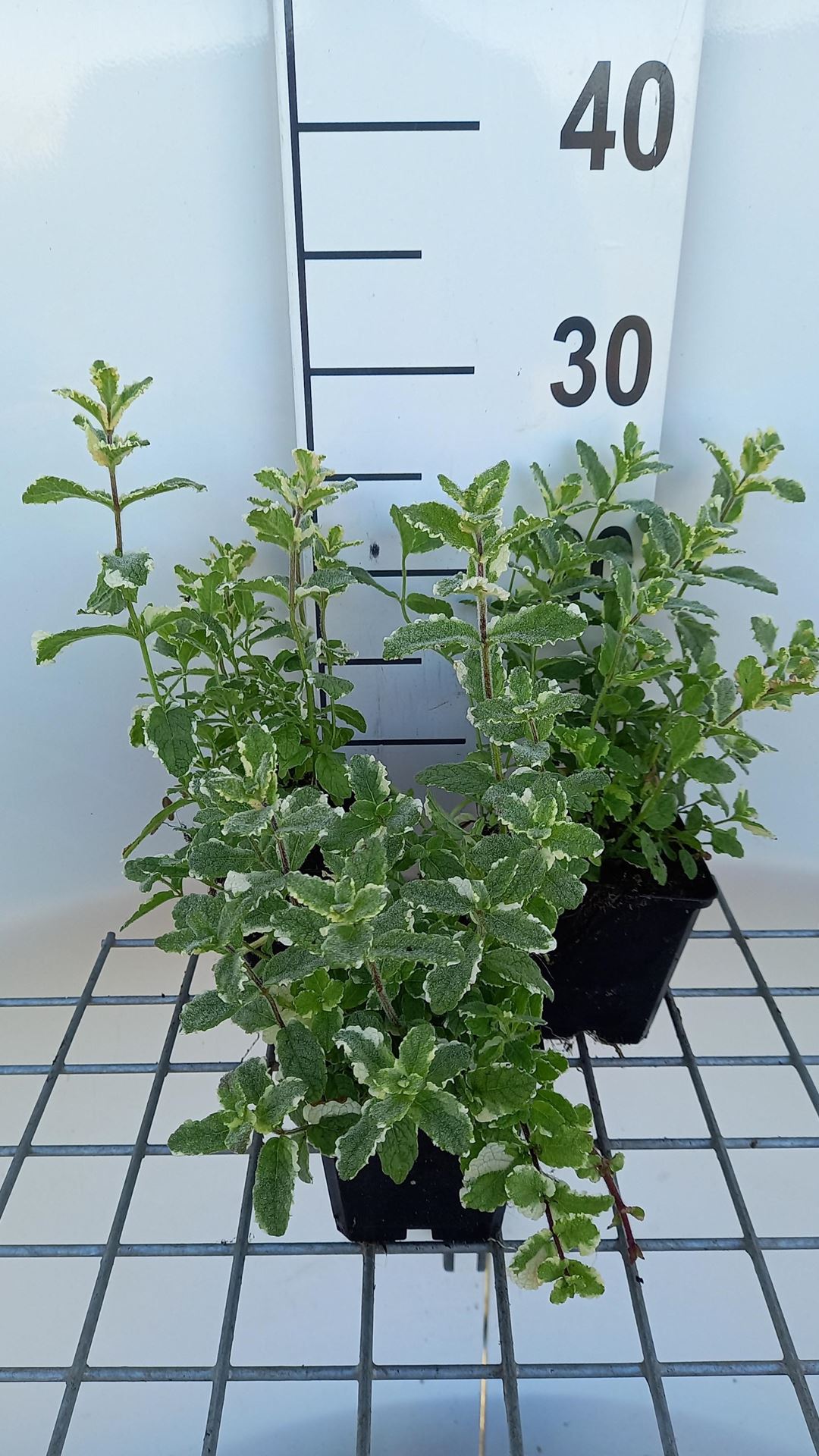 Mentha x rotundifolia'Variegata'- pot 9x9 cm afbeelding