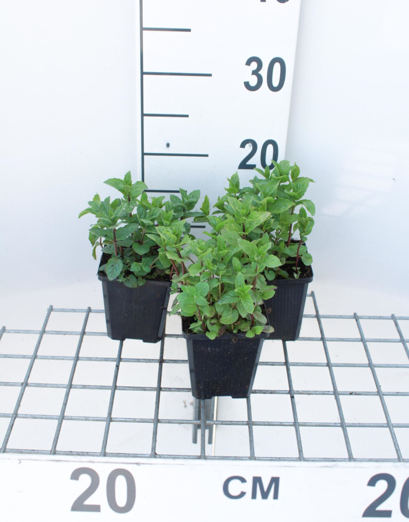 Groene munt, aarmunt - pot 9x9 (Mentha spicata) - Aarmunt / Groene munt afbeelding