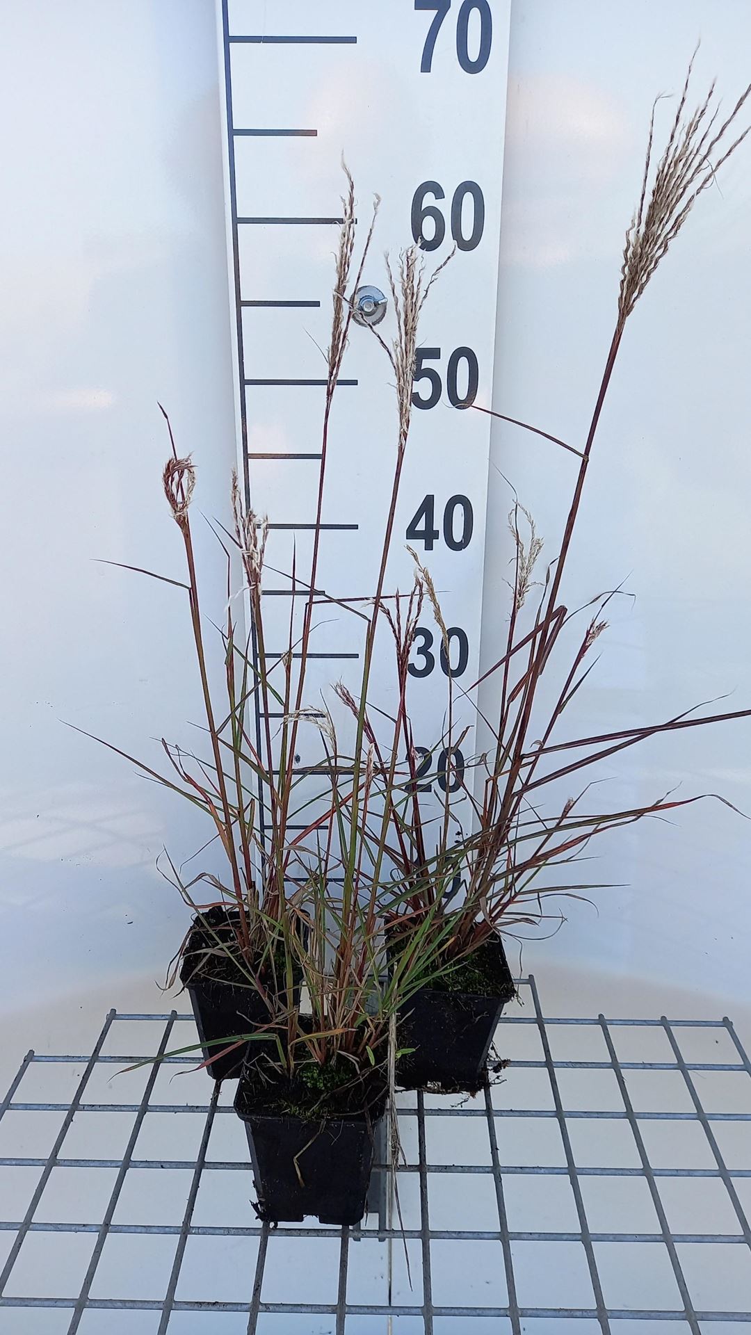 Miscanthus sinensis'Aperitif'- pot 9x9 cm afbeelding