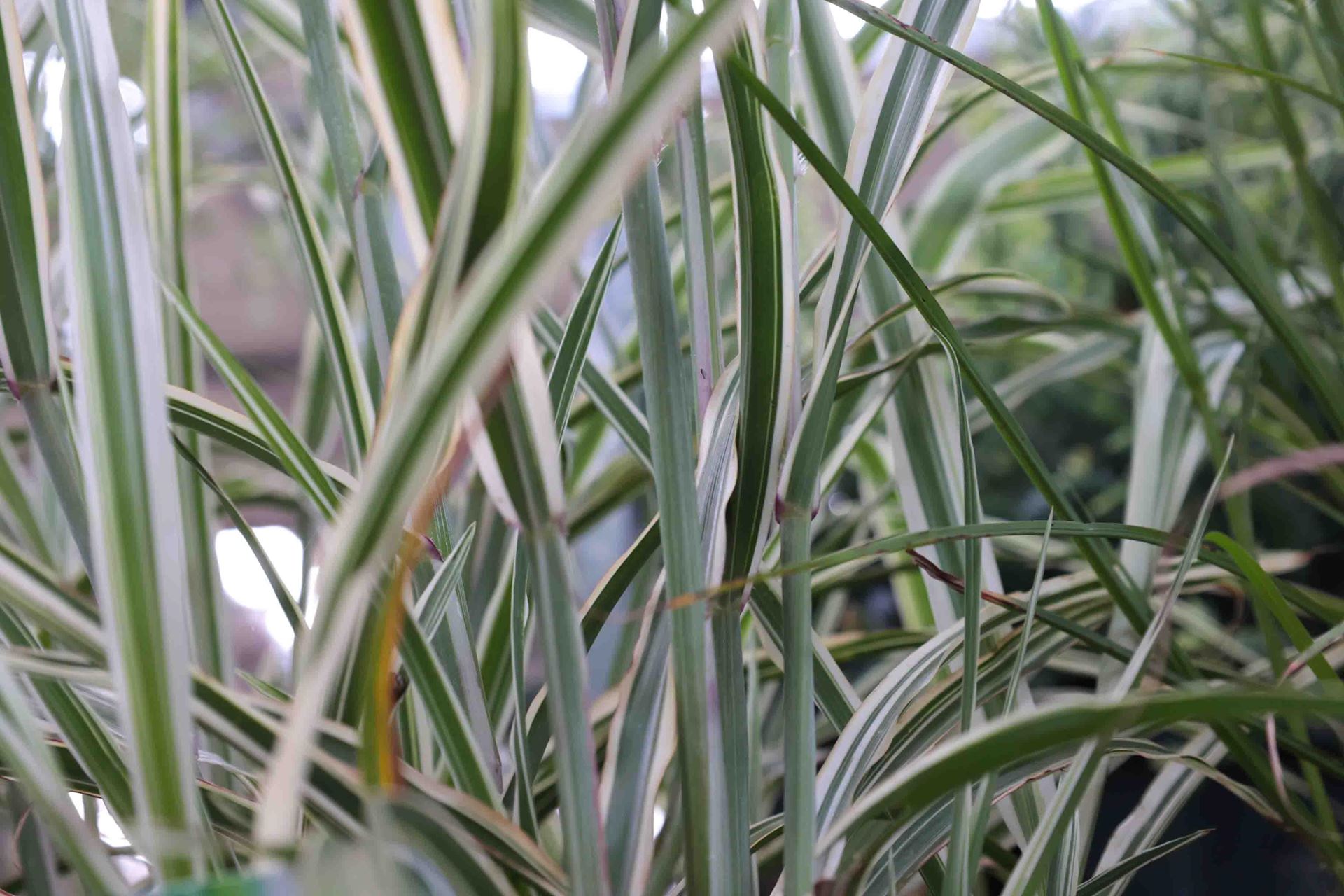 Miscanthus sinensis'Cosmopolitan'- pot 9x9 cm afbeelding