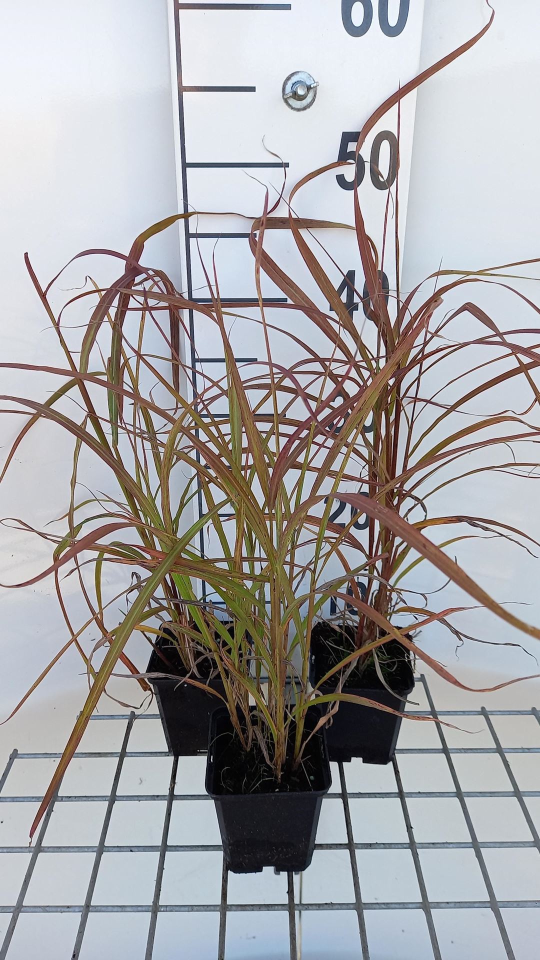 Miscanthus sinensis'Ghana'- pot 9x9 cm afbeelding