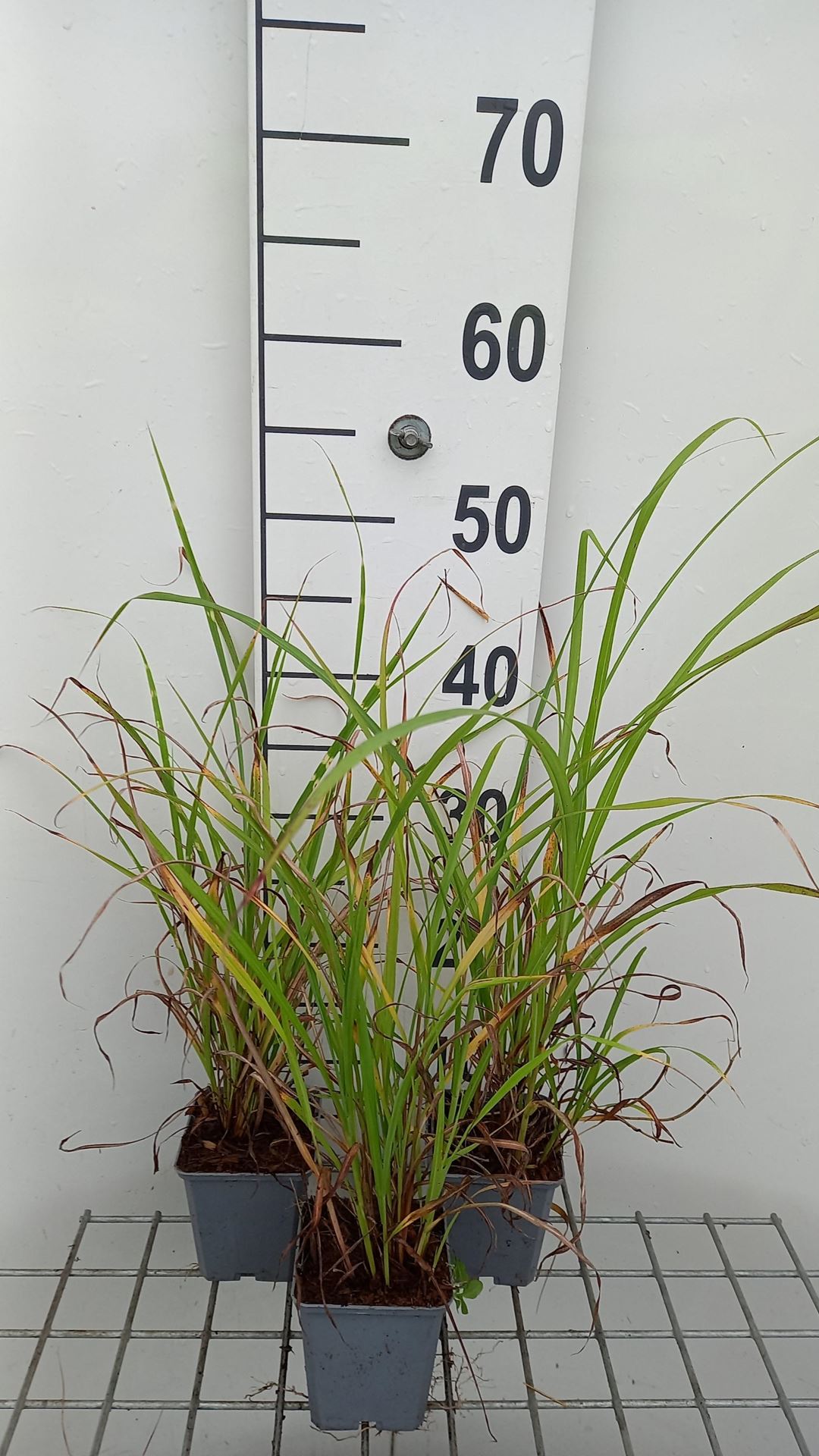 Miscanthus sinensis - pot 9x9 cm - Prachtriet, Chinees prachtriet afbeelding