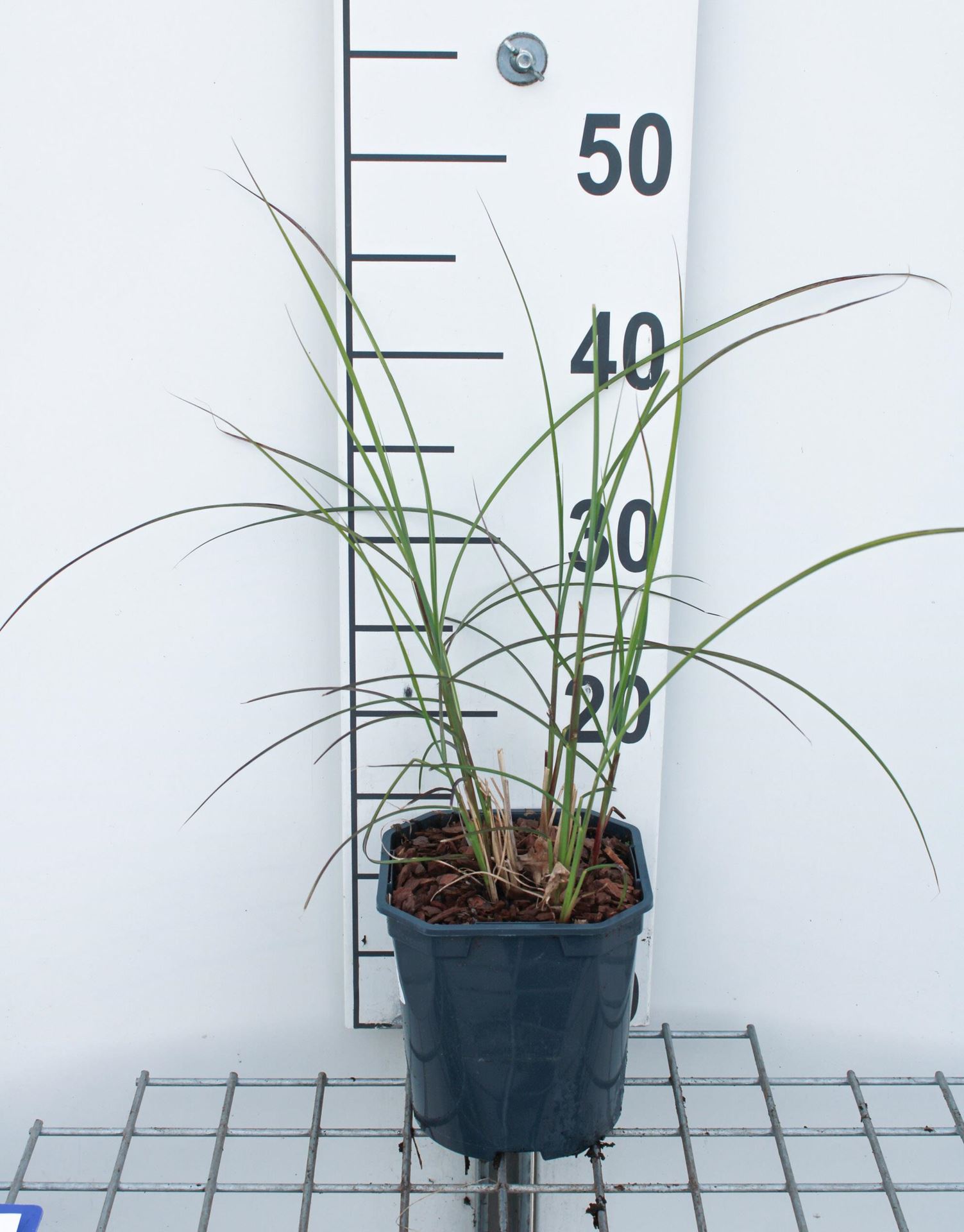 Miscanthus sinensis'EMPMIS01'(Red Cloud) - pot 3L afbeelding