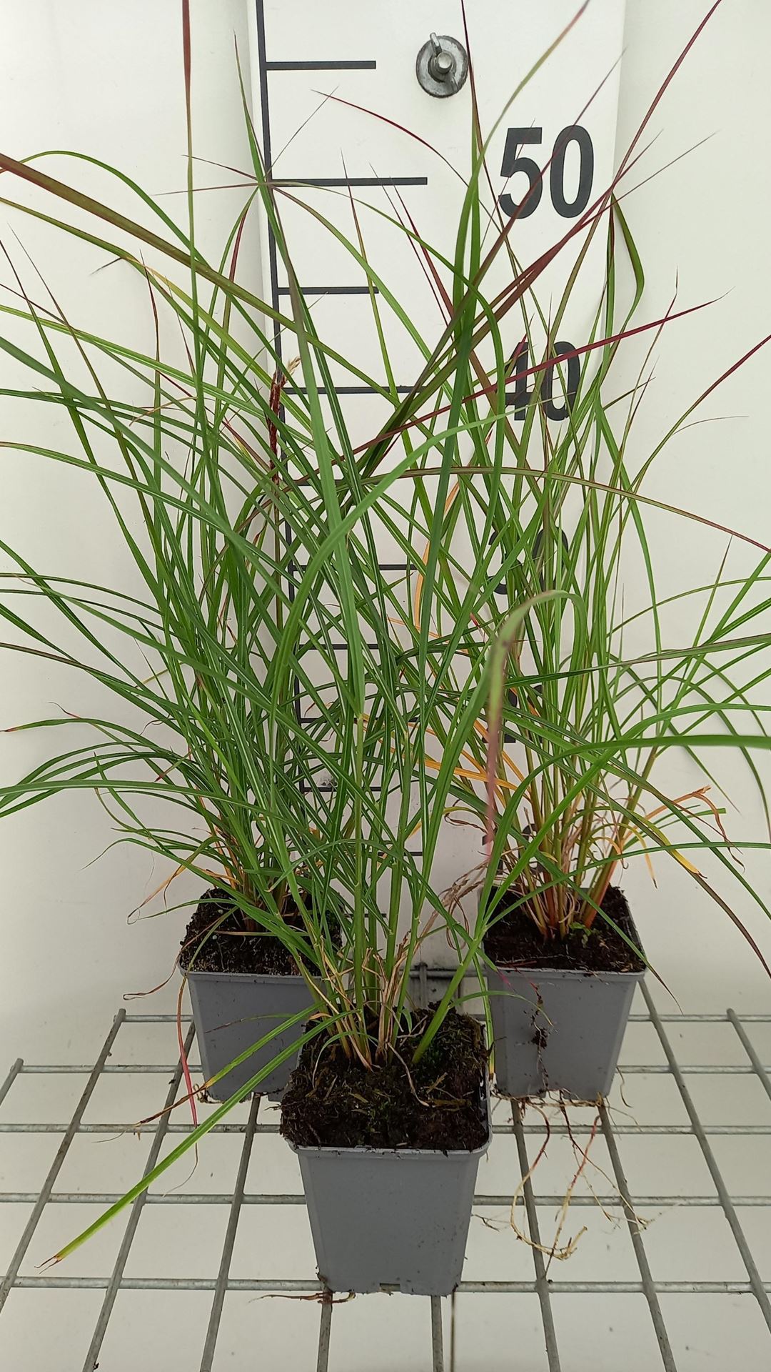 Miscanthus sinensis'Rica 20'(Ruby Cute, Ruby Cute) - pot 9x9 cm afbeelding