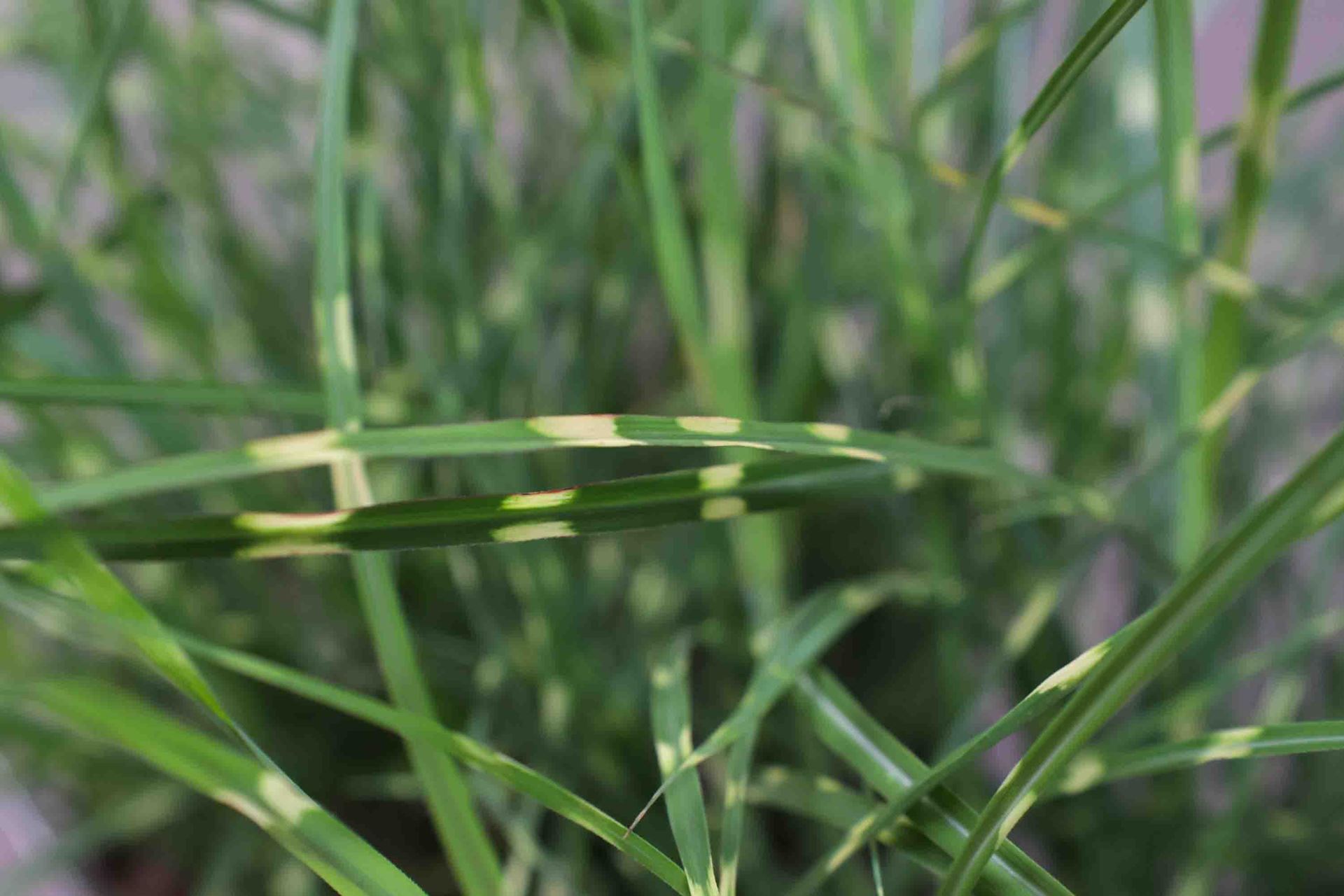 Miscanthus sinensis'Strictus Dwarf'- pot 9x9 cm afbeelding