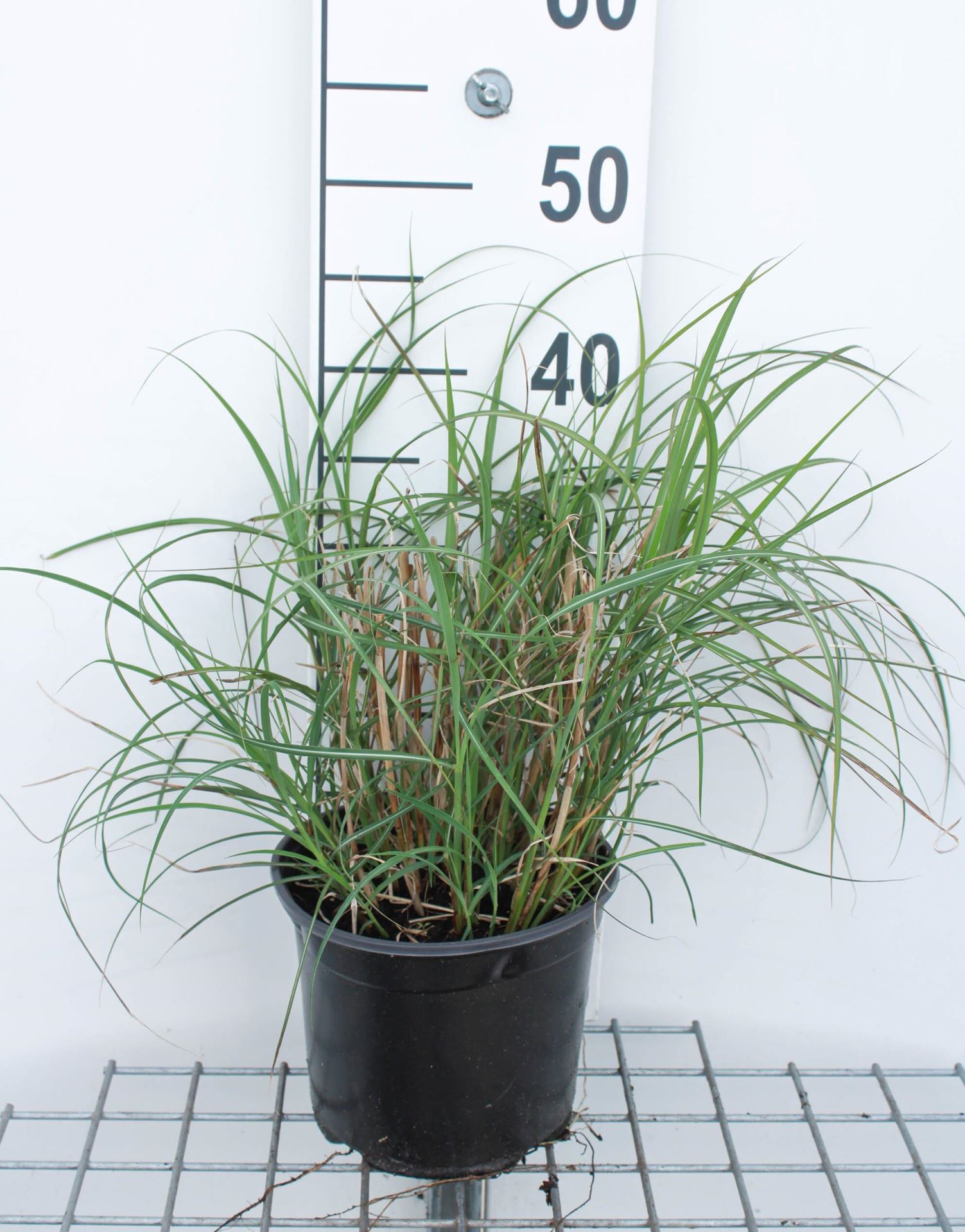 Miscanthus sinensis'Strictus Dwarf'- pot 3L - afbeelding