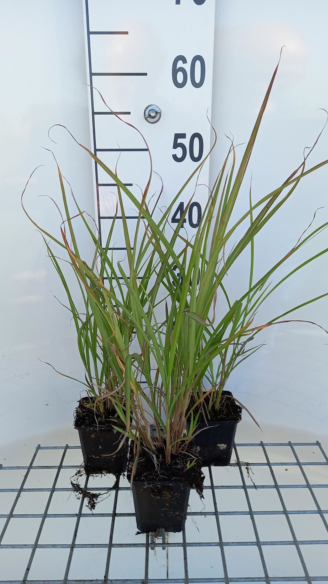Miscanthus sinensis'Silberfeder'- pot 9x9 cm - Prachtriet afbeelding