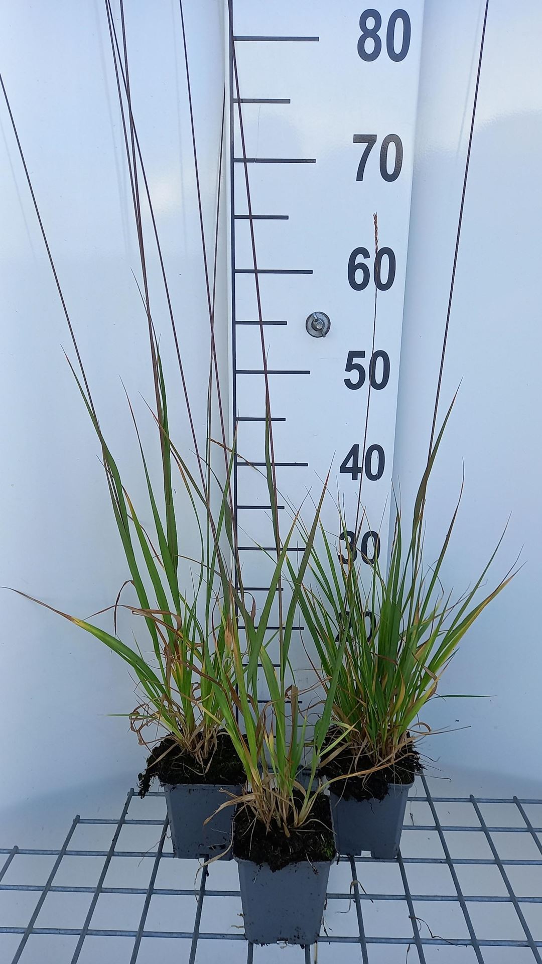 Molinia arundinacea'Skyracer'- pot 9x9 cm - Pijpestrootje afbeelding