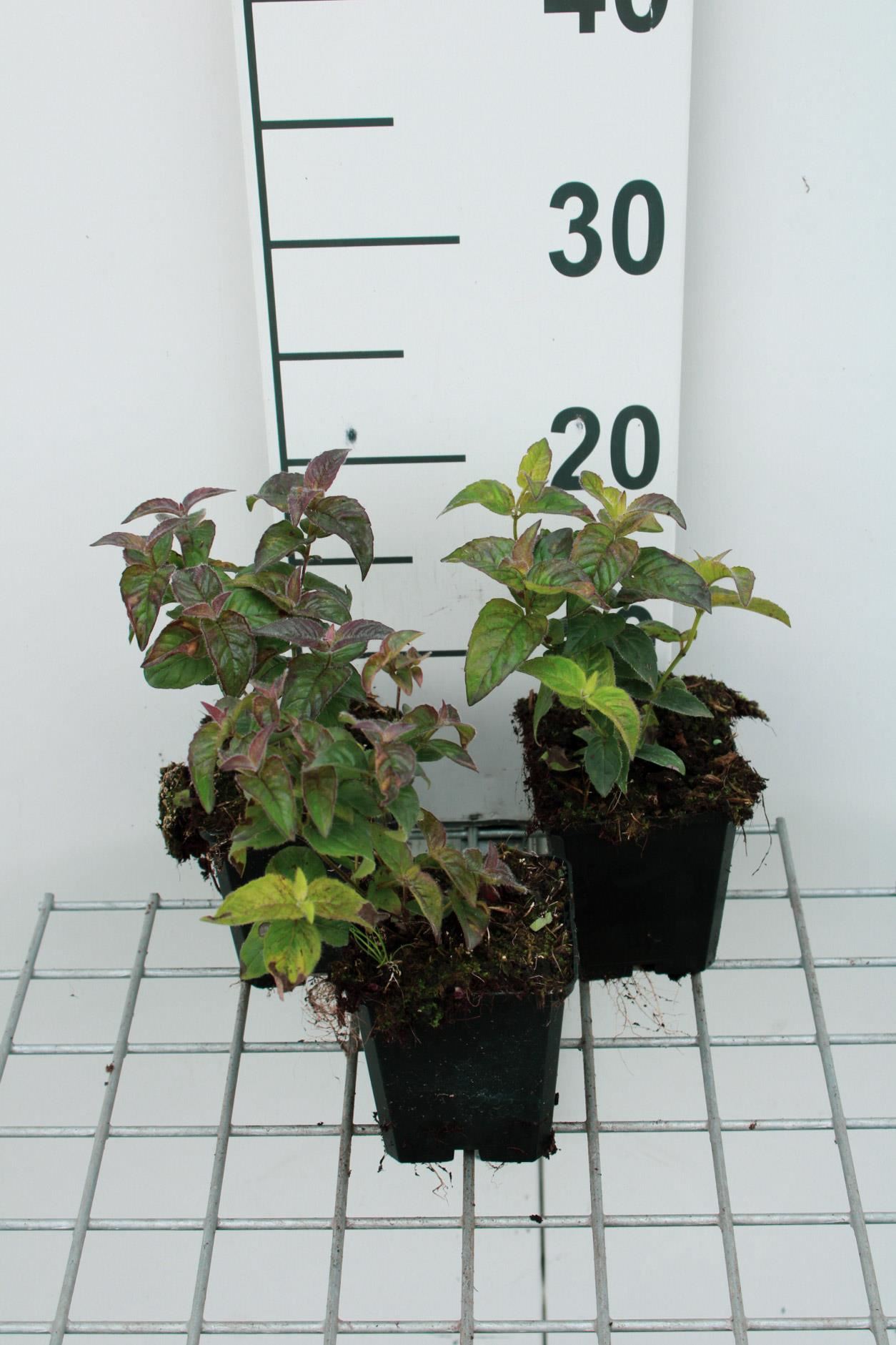 Monarda bradburiana - pot 9x9 cm - Bergamotplant afbeelding