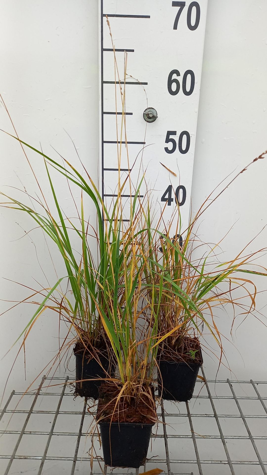 Molinia caerulea - pot 9x9 cm - Pijpenstrootje afbeelding