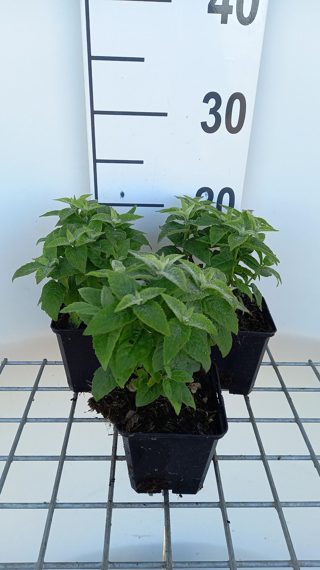 Monarda'Cranberry Lace'- pot 9x9 cm afbeelding
