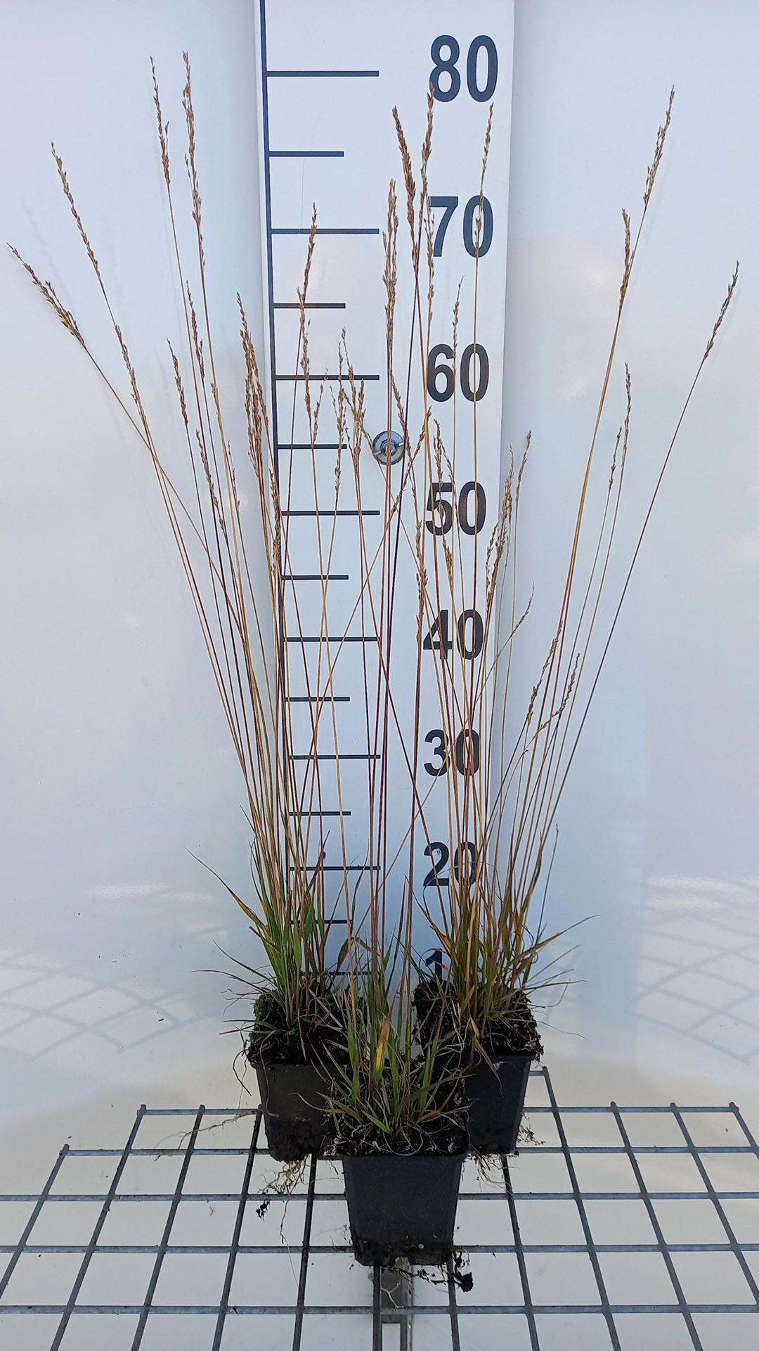 Molinia caerulea'Moorflamme'- pot 9x9 cm afbeelding