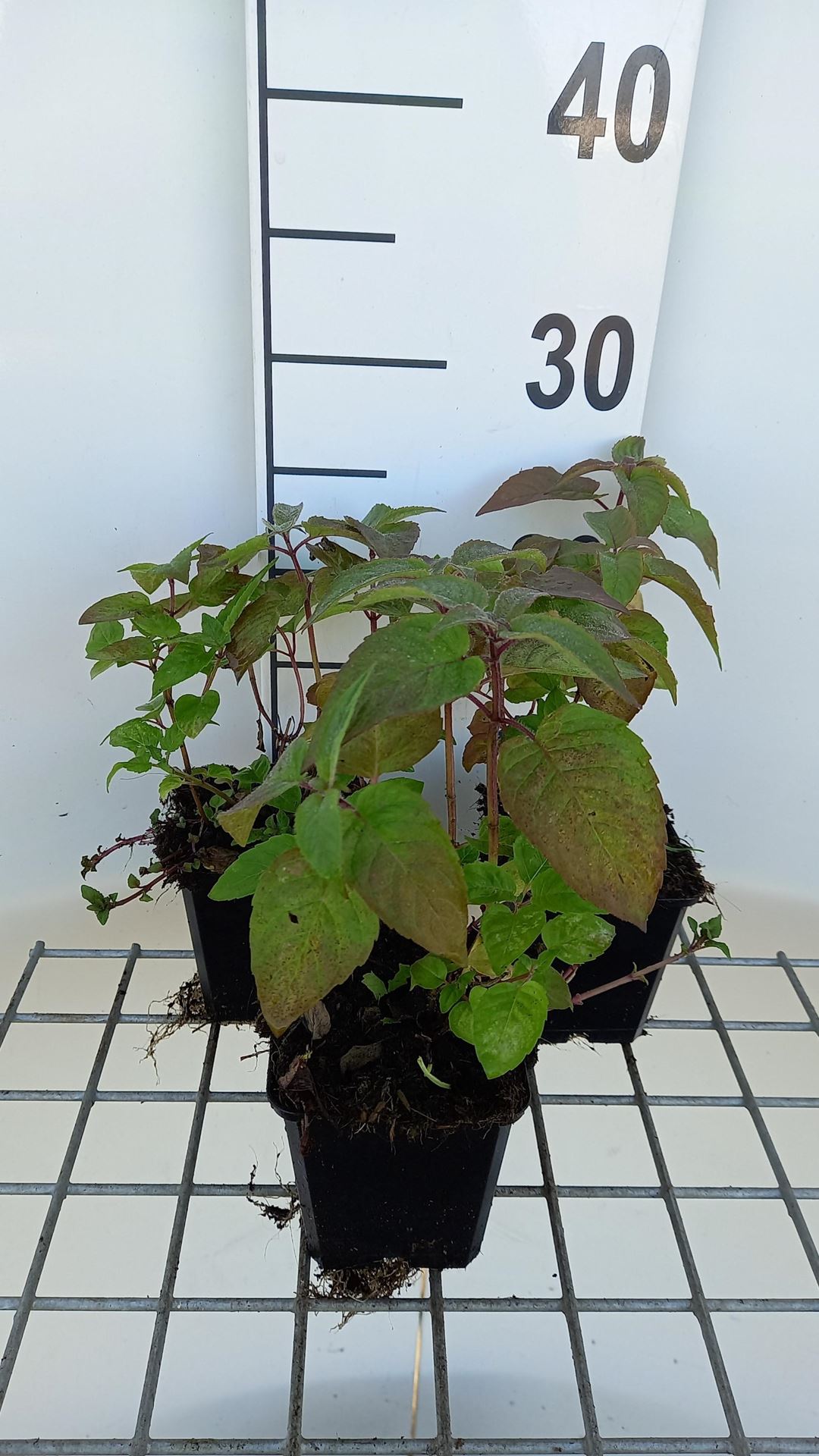 Monarda'Croftway Pink'- pot 9x9 cm afbeelding