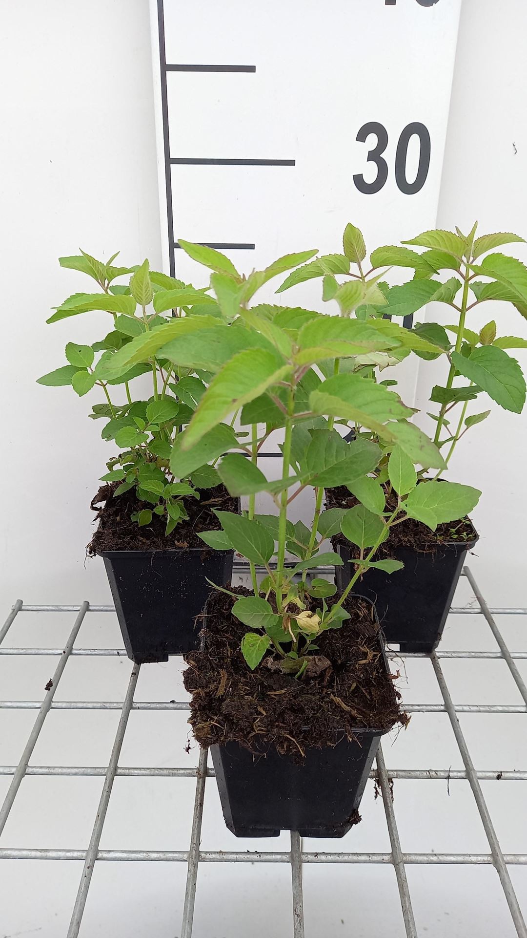 Monarda'Elsie's Lavender'- pot 9x9 cm afbeelding