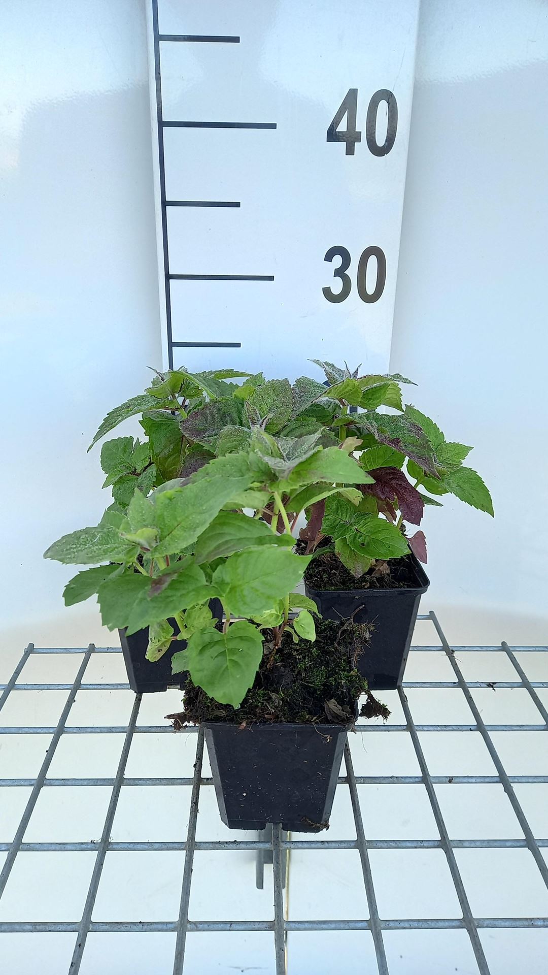 Monarda'Fireball'- pot 9x9 cm afbeelding