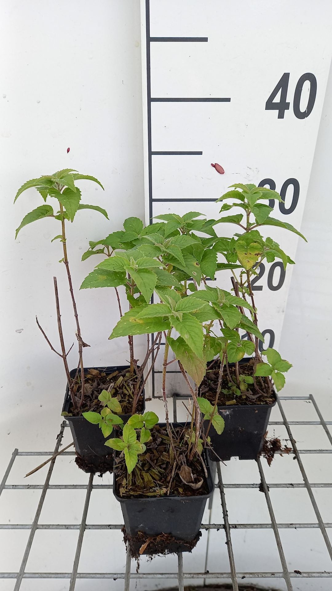Monarda'Fishes'- pot 9x9 cm afbeelding
