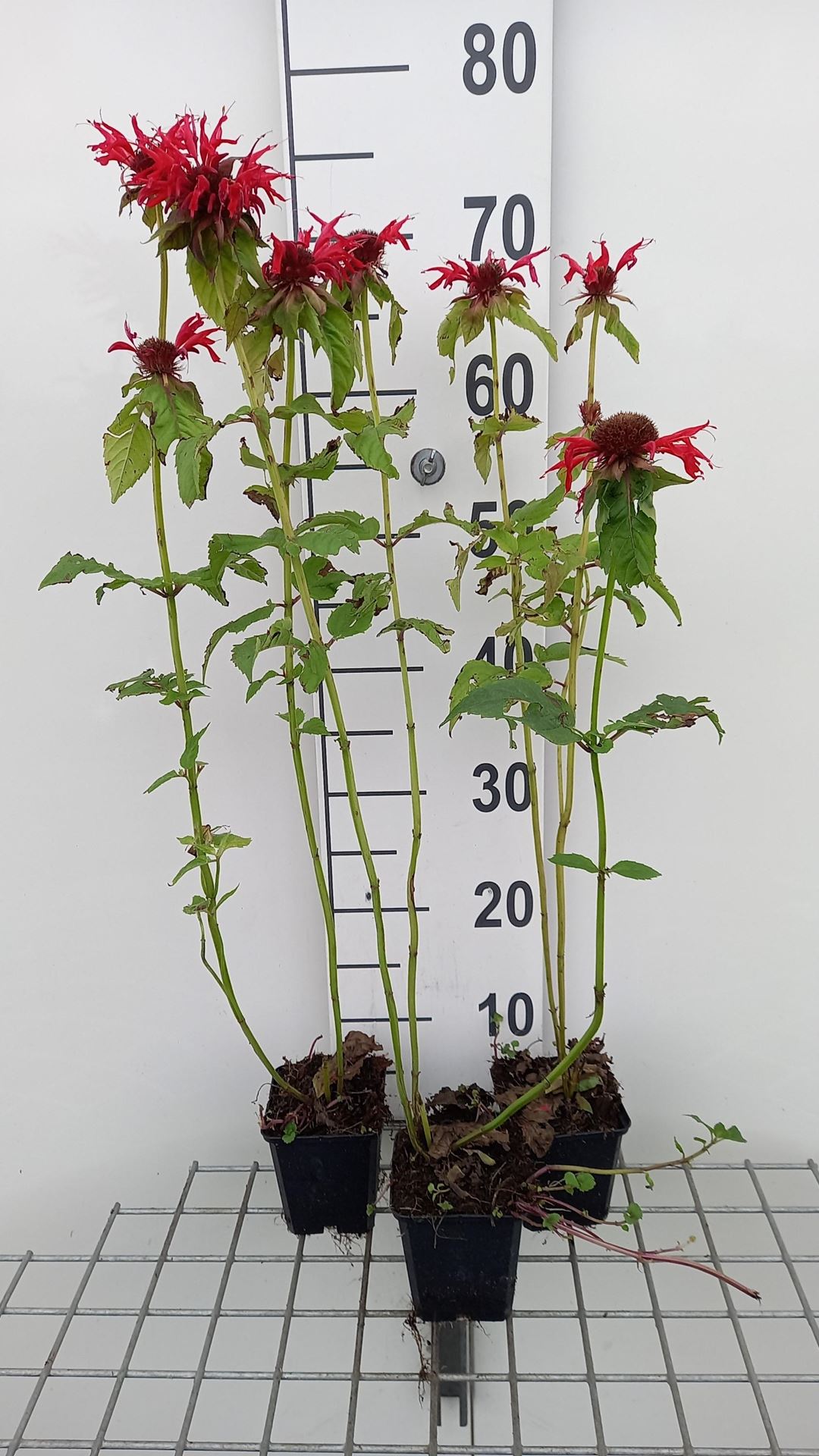 Monarda'Gardenview Scarlet'- pot 9x9 cm - Bergamotplant afbeelding