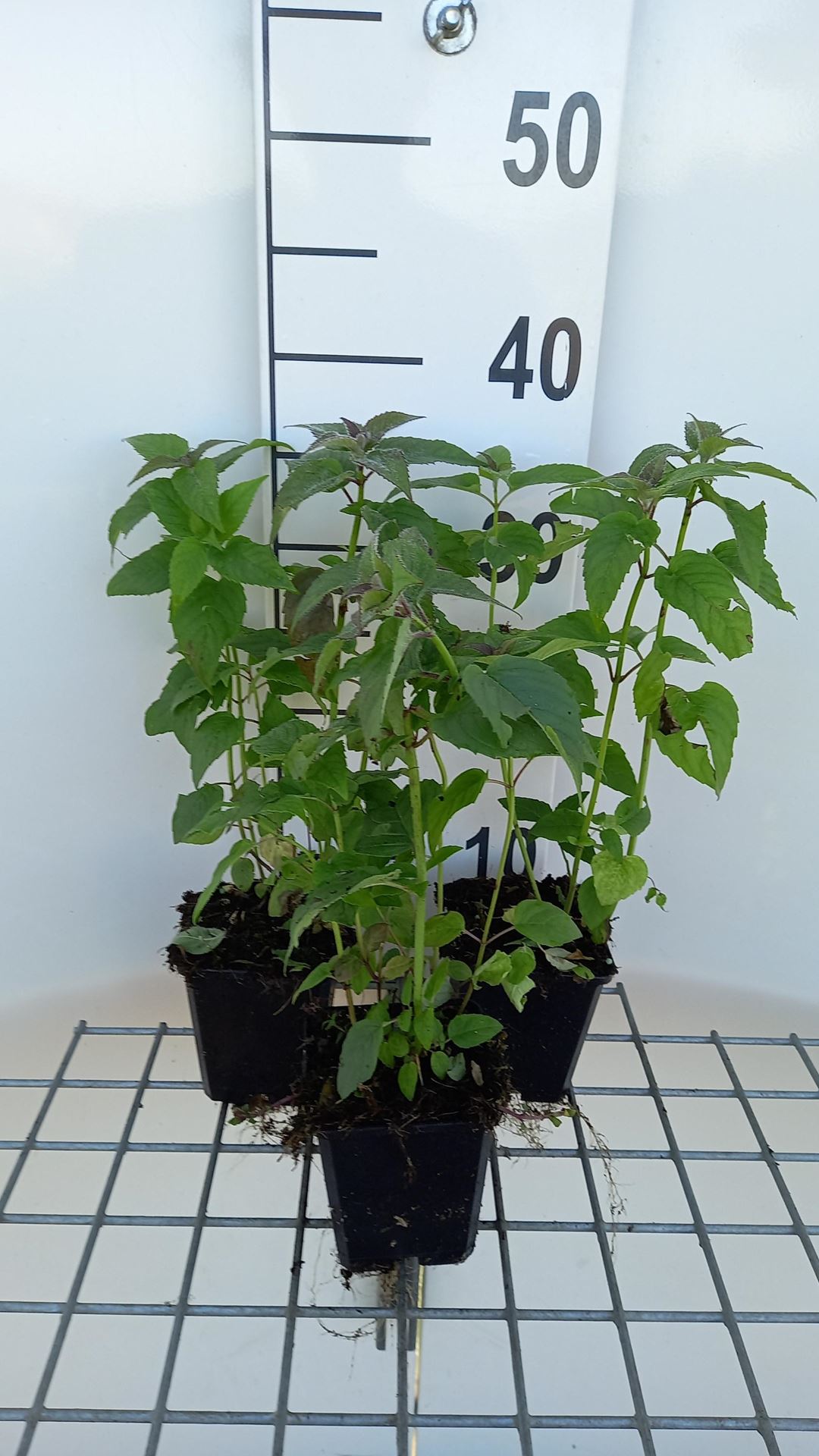 Monarda'Marshall's Delight'- pot 9x9 cm - Bergamotplant afbeelding