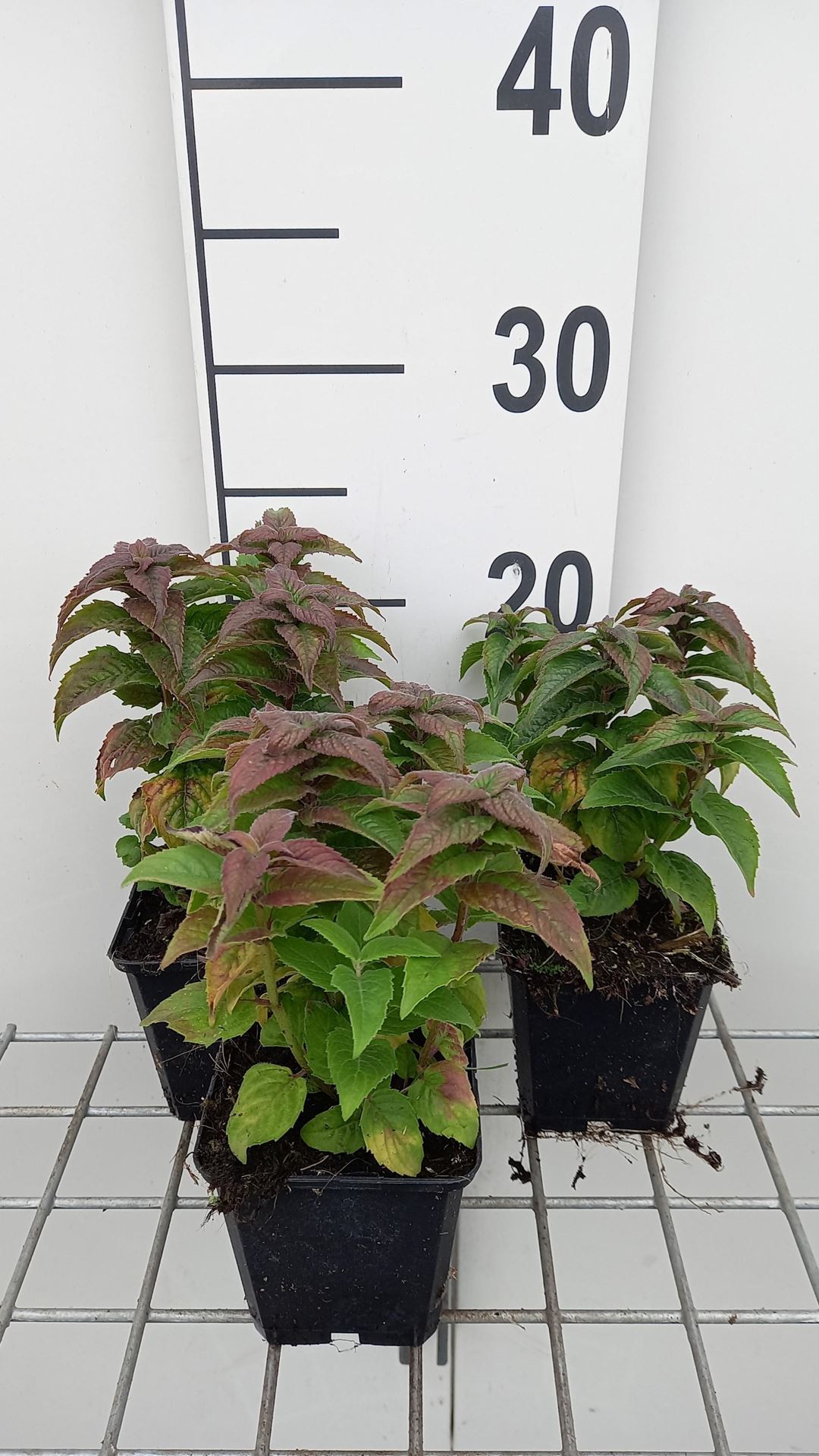 Monarda'Acpetdel'(Petite Delight) - pot 9x9 cm afbeelding