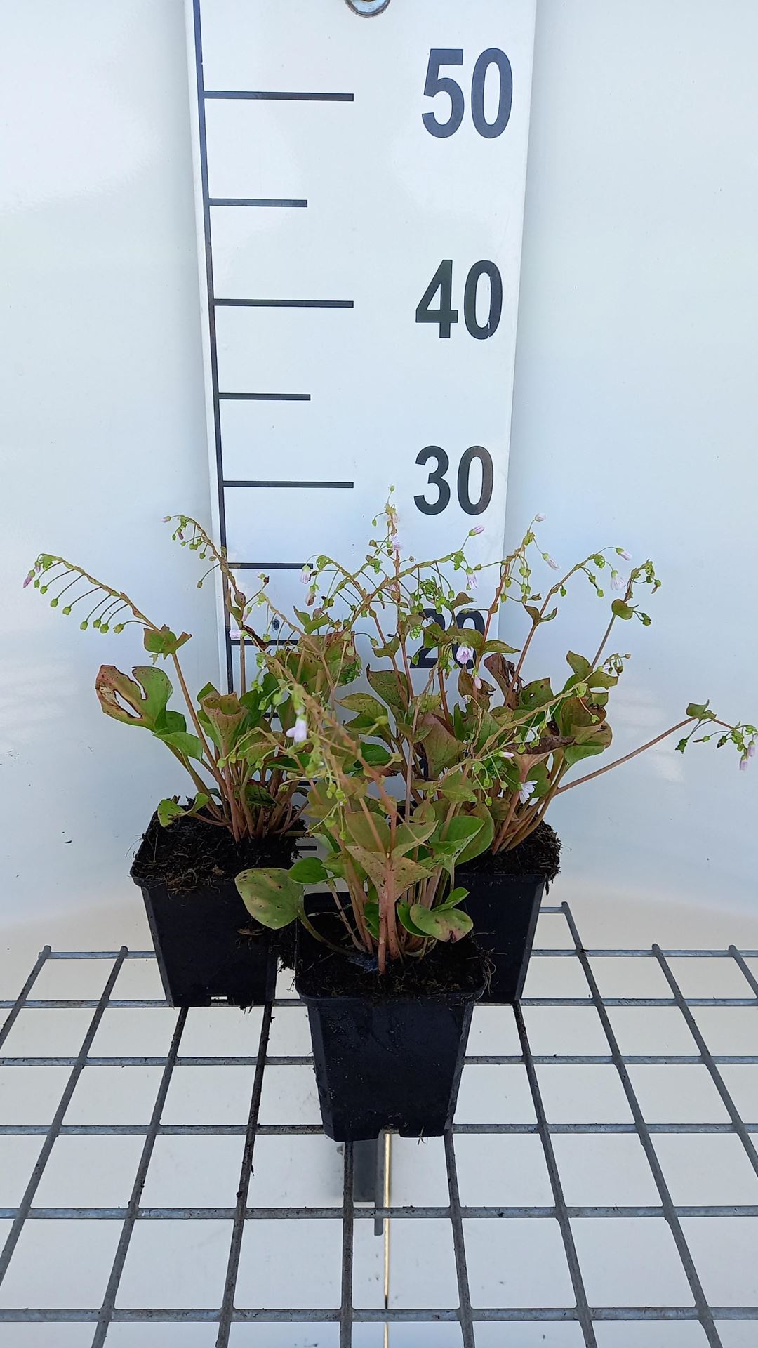 Montia sibirica - pot 9x9 cm afbeelding