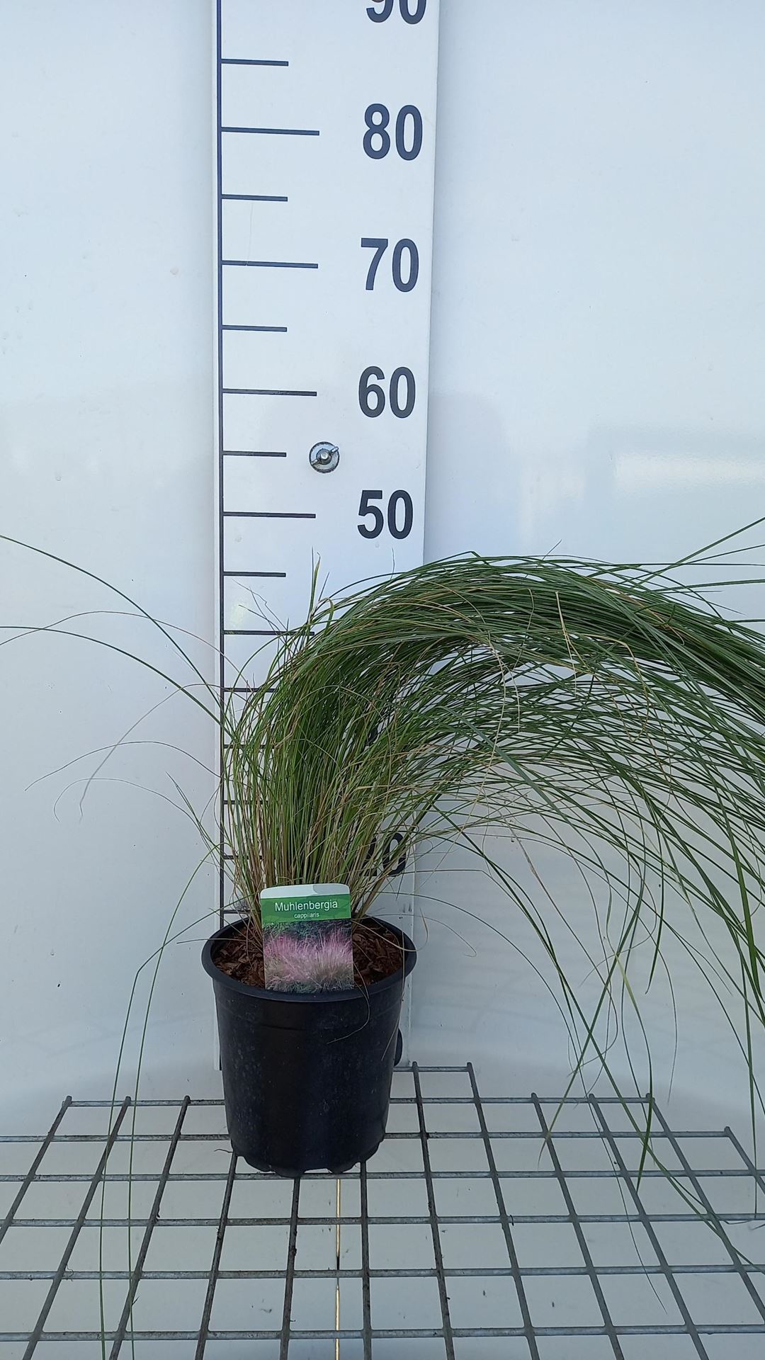Muhlenbergia capillaris - pot 3L afbeelding