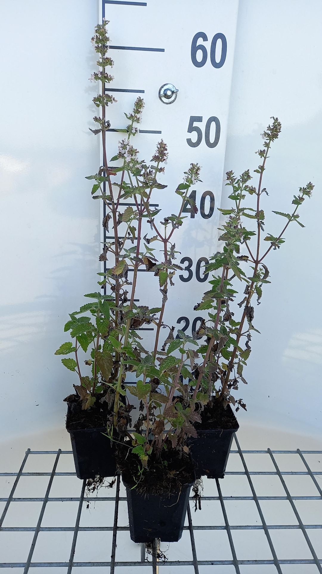 Nepeta cataria'Citriodora'- pot 9x9 cm - Citroenkattekruid afbeelding