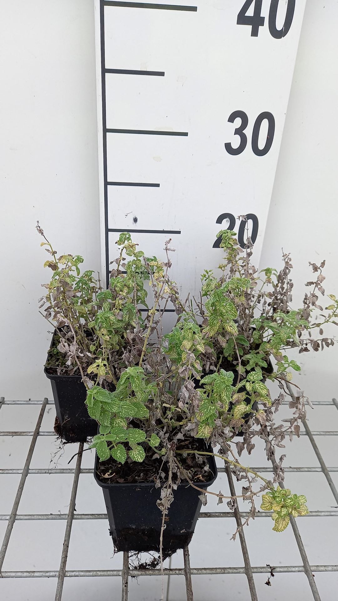 Nepeta'Alba'- pot 9x9 cm afbeelding