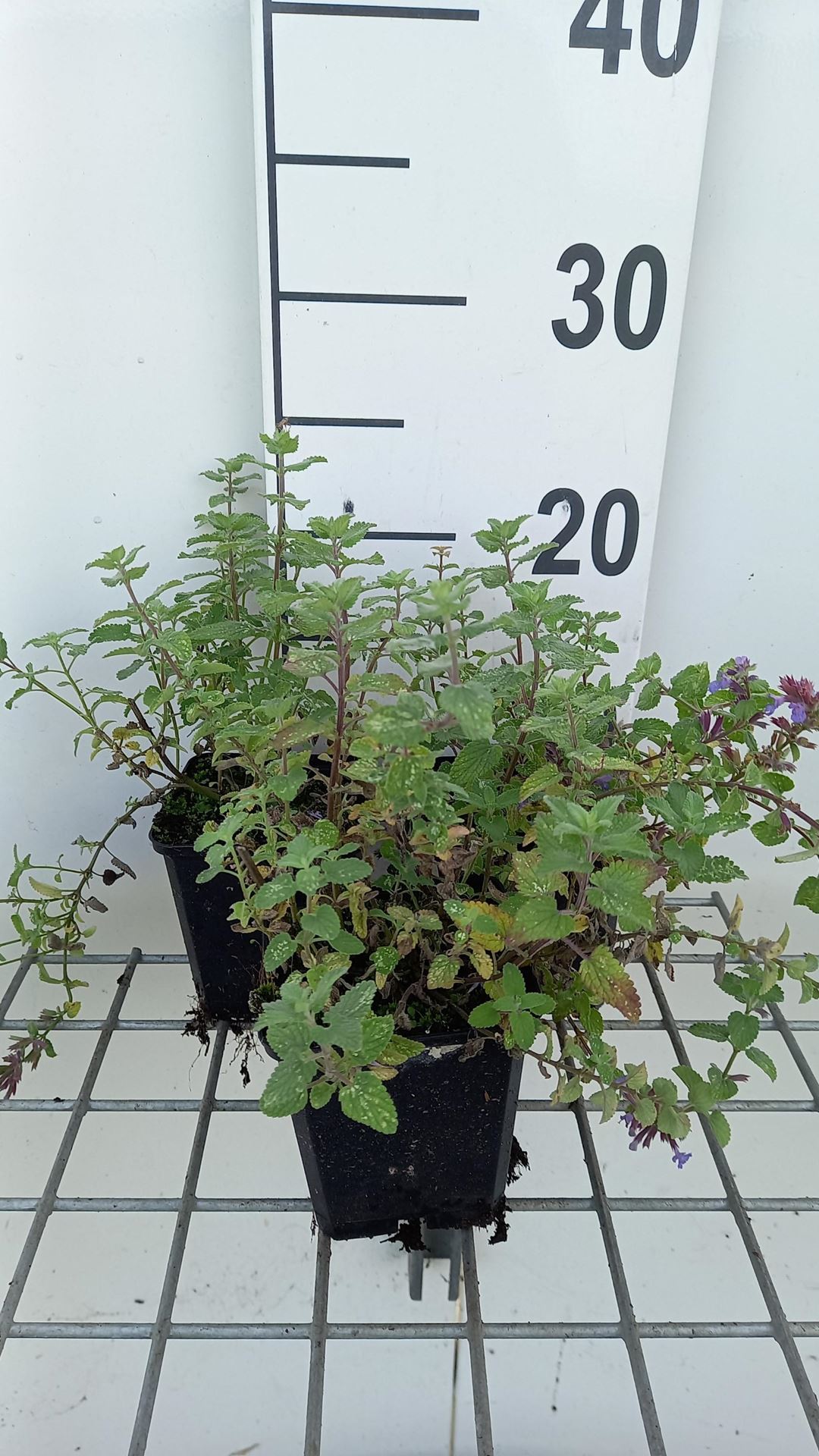 Nepeta racemosa'Blue Wonder'- pot 9x9 cm afbeelding