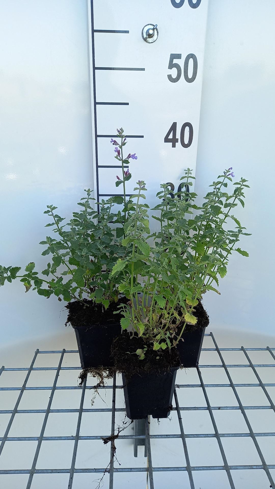 Nepeta'Dropmore'- pot 9x9 cm afbeelding