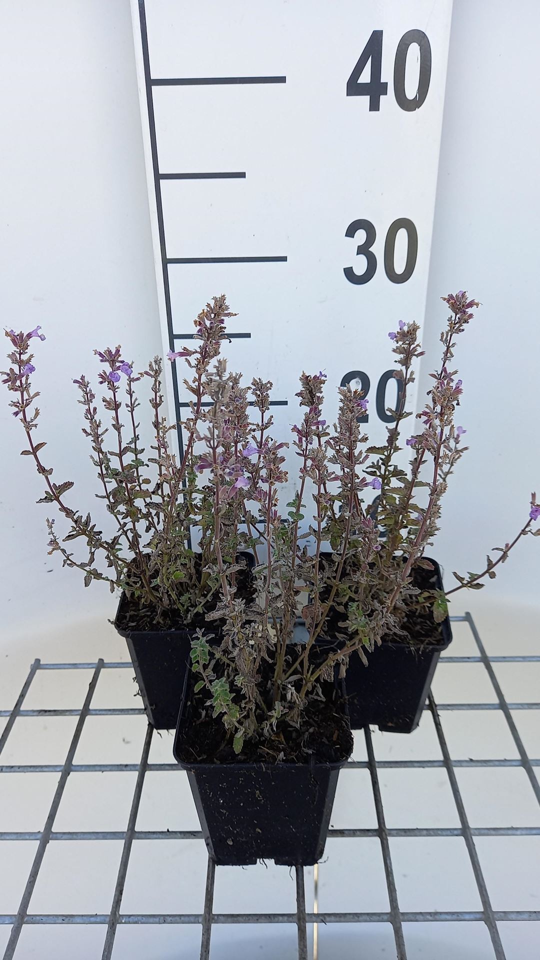 Nepeta x faassenii'Publu'(Purrsian Blue) - pot 9x9 cm afbeelding