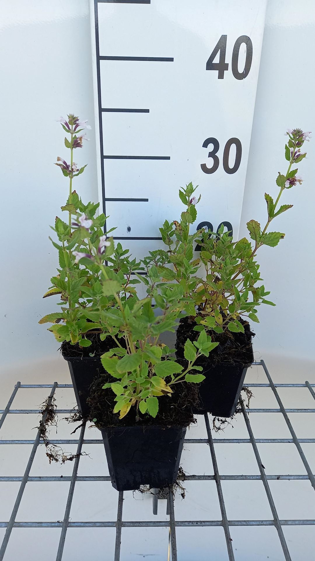 Nepeta grandiflora'Dawn to Dusk'- pot 9x9 cm afbeelding