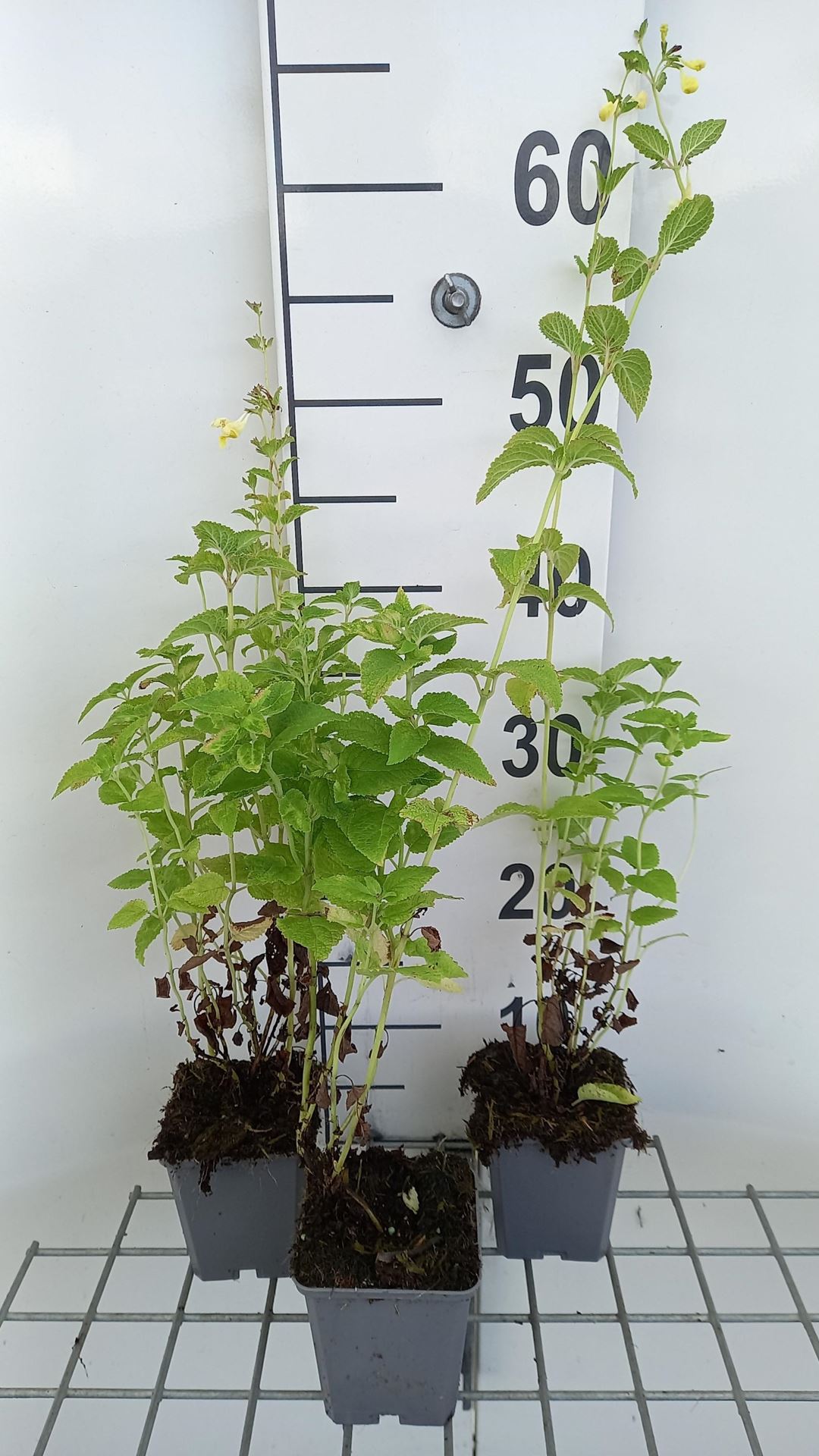 Nepeta govaniana - pot 9x9 cm afbeelding