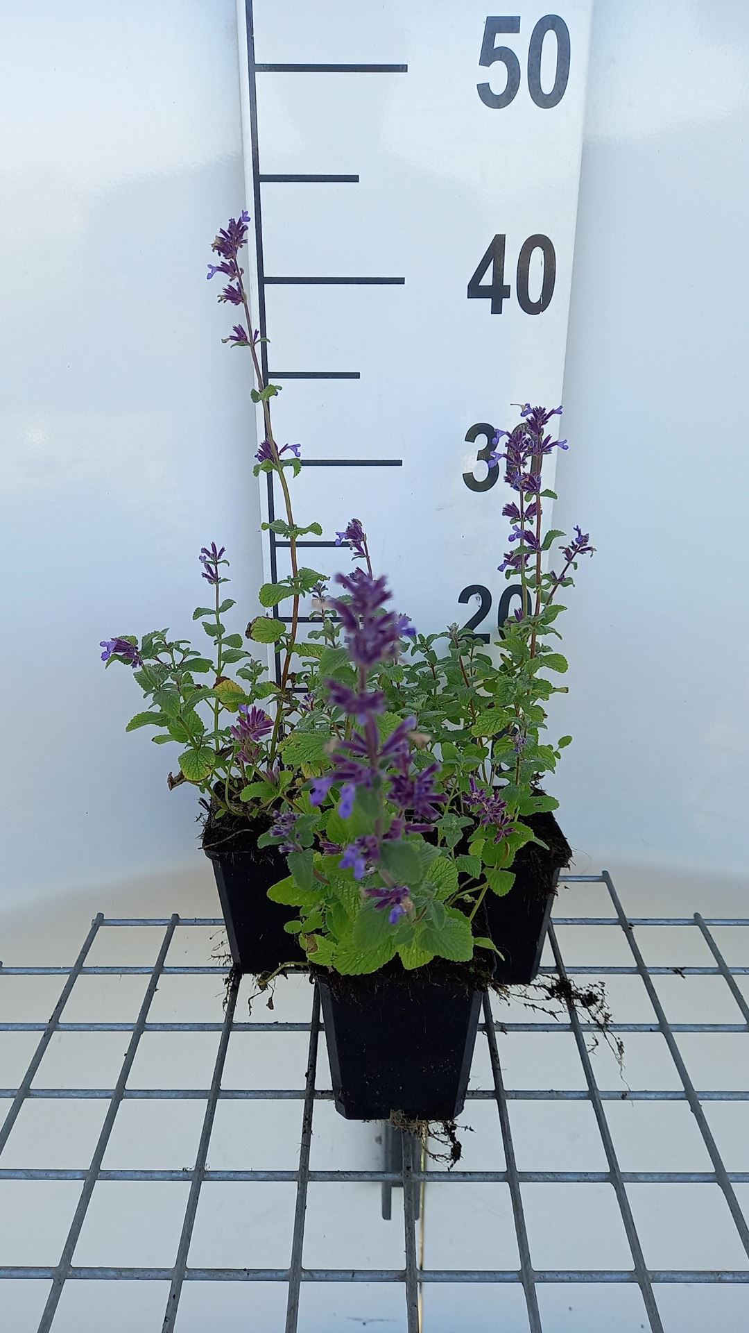Nepeta racemosa'Grog'- pot 9x9 cm (Kattekruid) - Kattekruid afbeelding