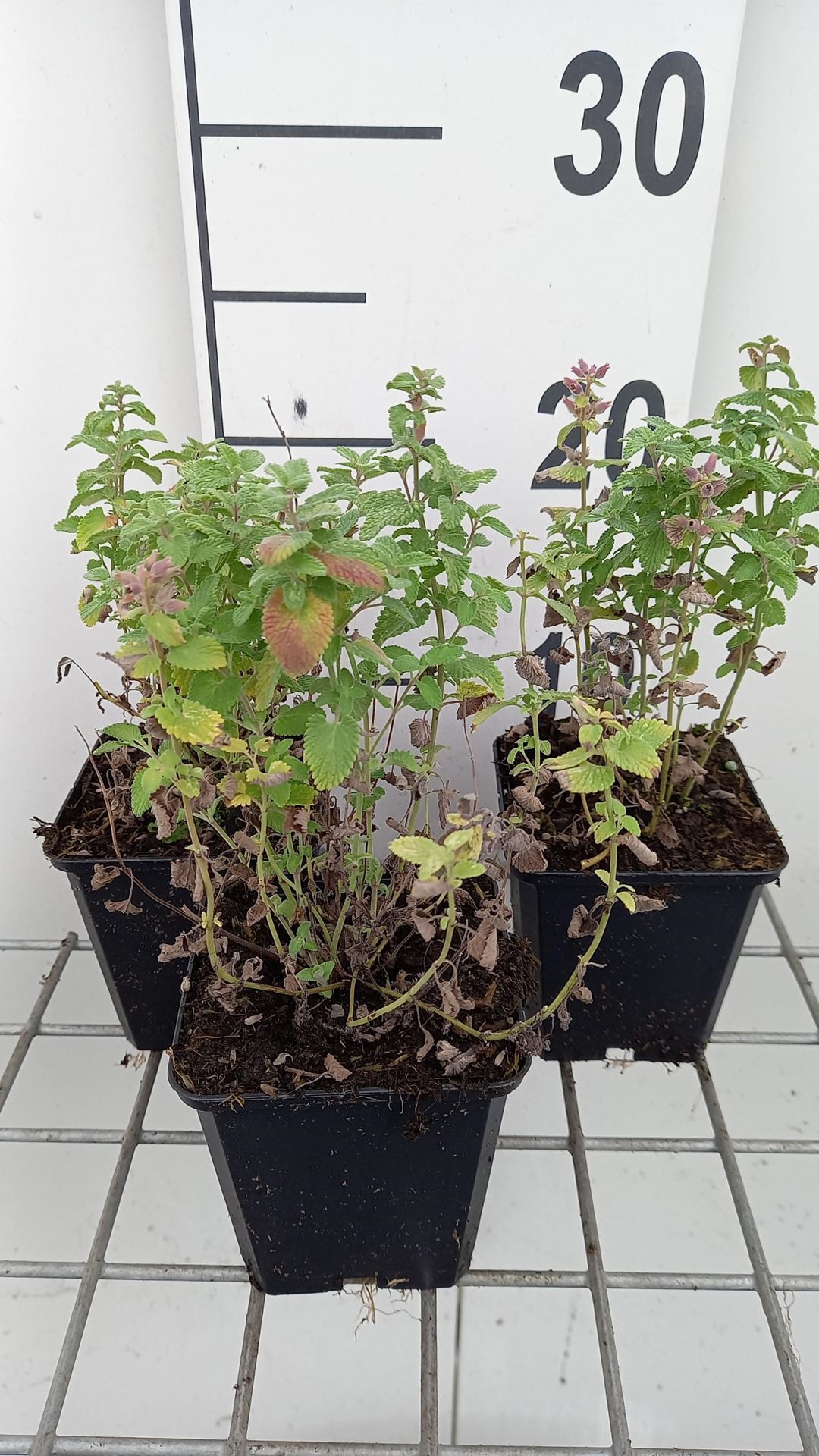 Nepeta racemosa'Little Titch'- pot 9x9 cm afbeelding