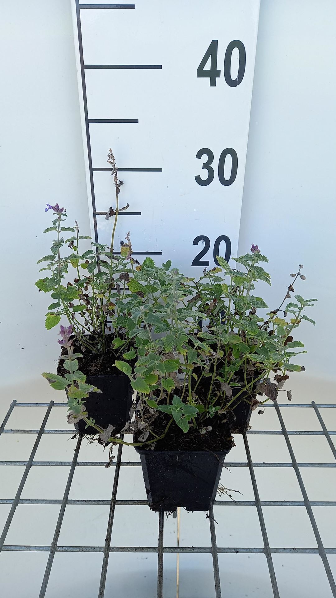 Nepeta racemosa'Superba'- pot 9x9 cm afbeelding