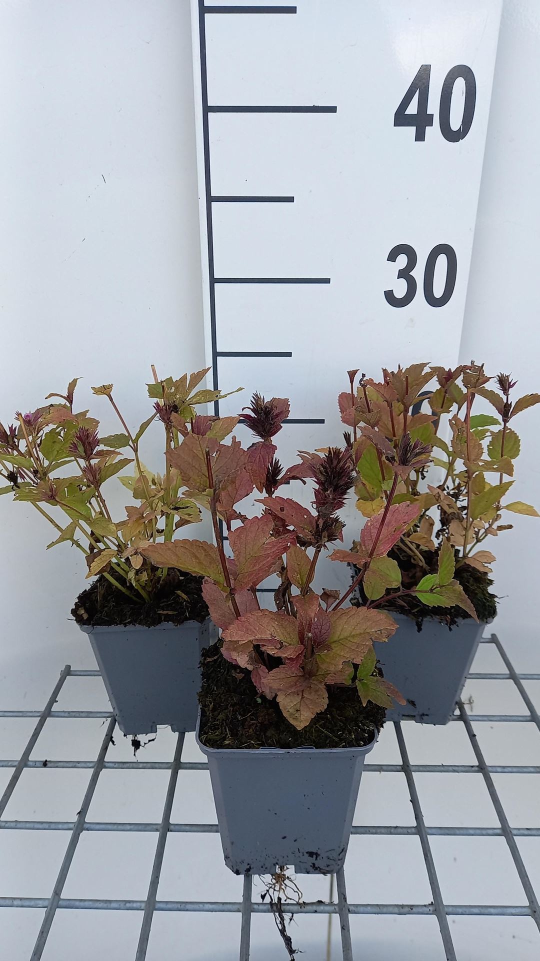 Nepeta subsessilis'Sweet Dreams'- pot 9x9 cm afbeelding