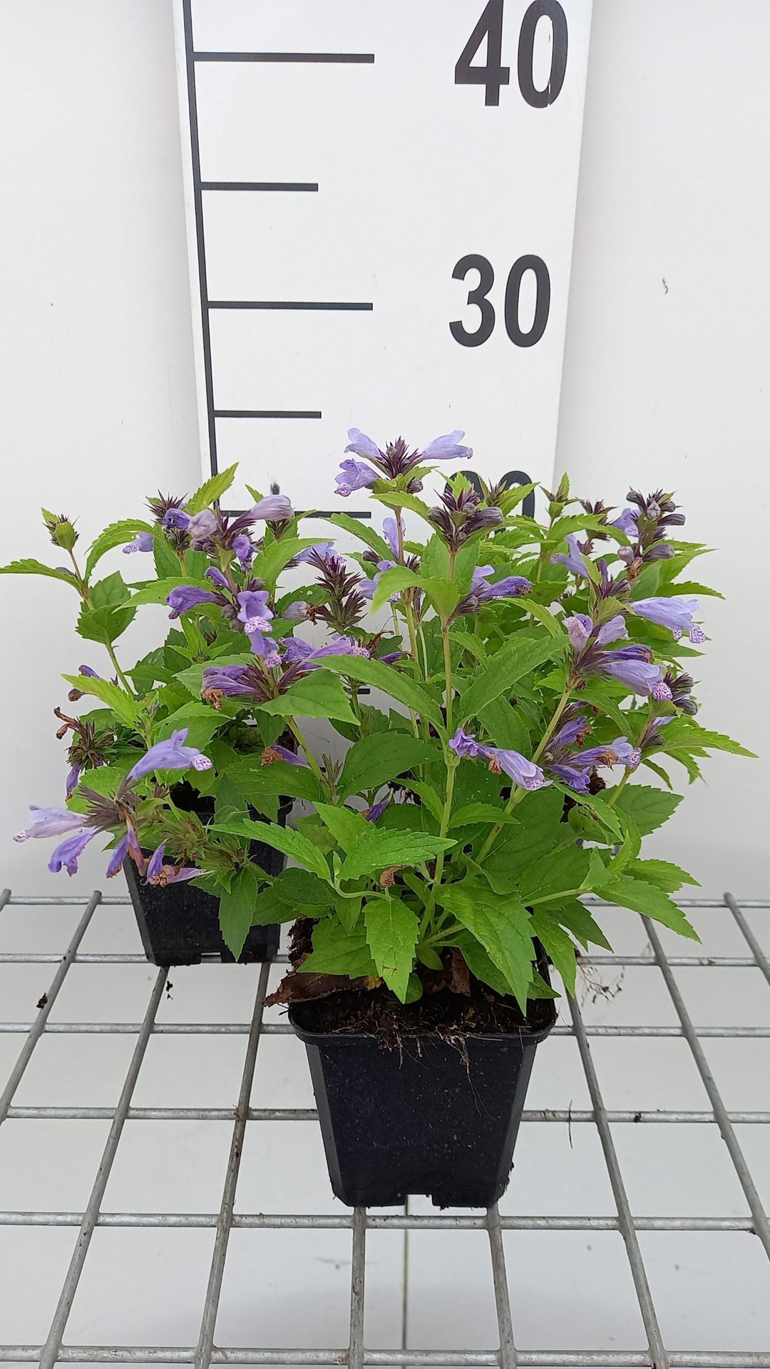 Nepeta subsessilis'Washfield'- pot 9x9 cm afbeelding