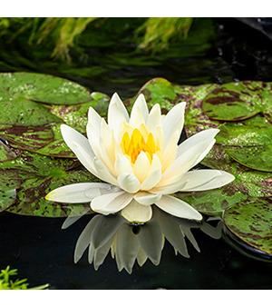 Nymphaea'Lemon Mist'- pot 11x11 cm afbeelding