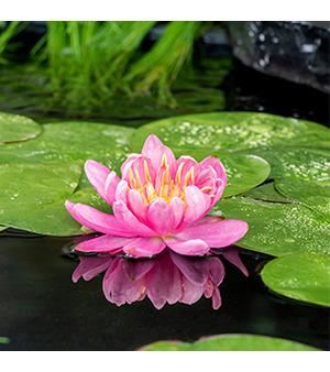 Nymphaea 'Mayla' - pot 11x11 cm