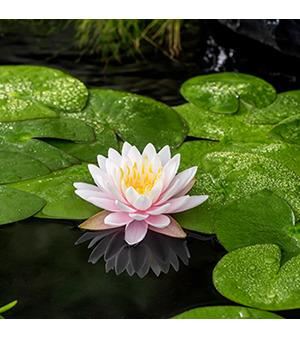 Nymphaea'Ray Davies'- pot 11x11 cm afbeelding