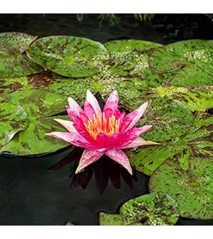 Nymphaea'Red Spider'- pot 11x11 cm afbeelding