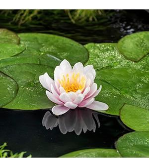 Nymphaea'Venusta'- pot 11x11 cm afbeelding